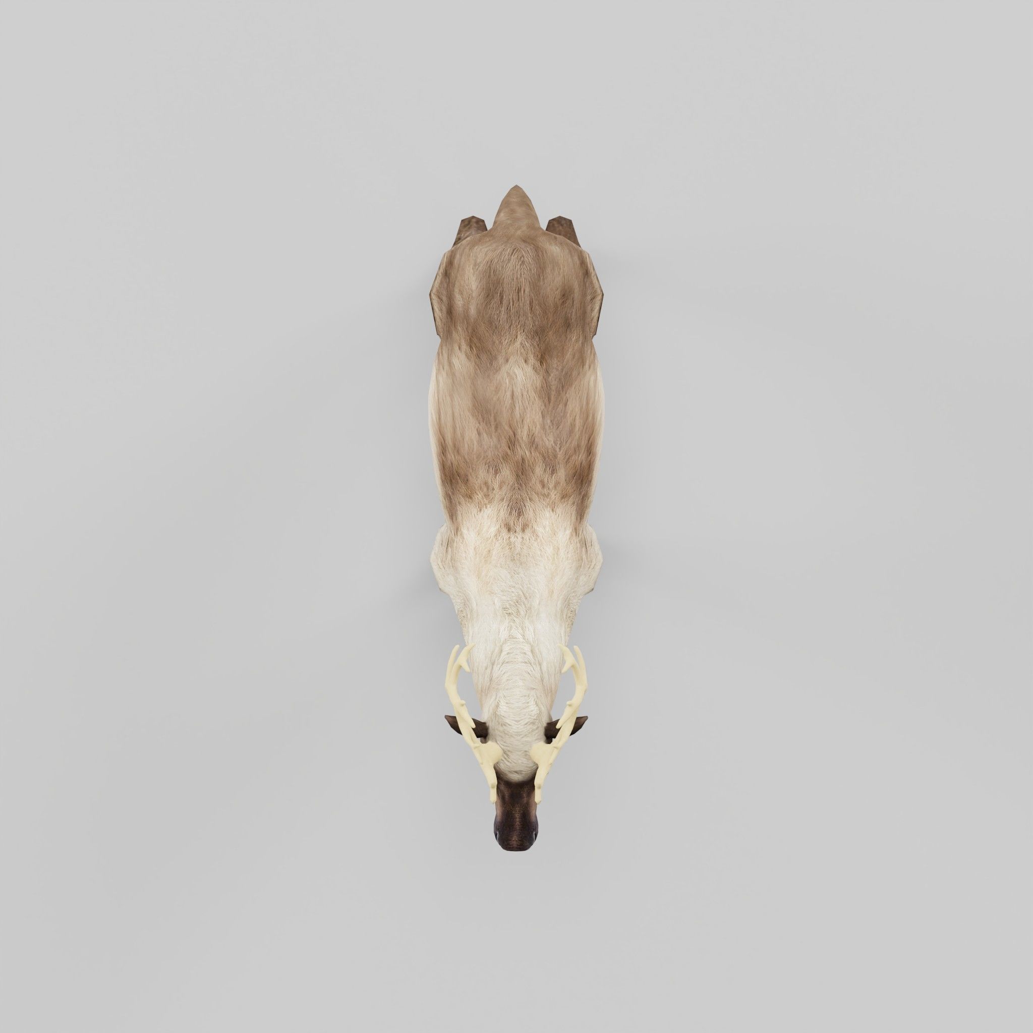 Reindeer Caribou Animal Low-poly 3D model_4