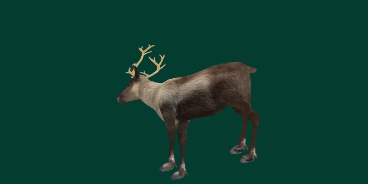 Reindeer Caribou Animal Low-poly 3D model_20