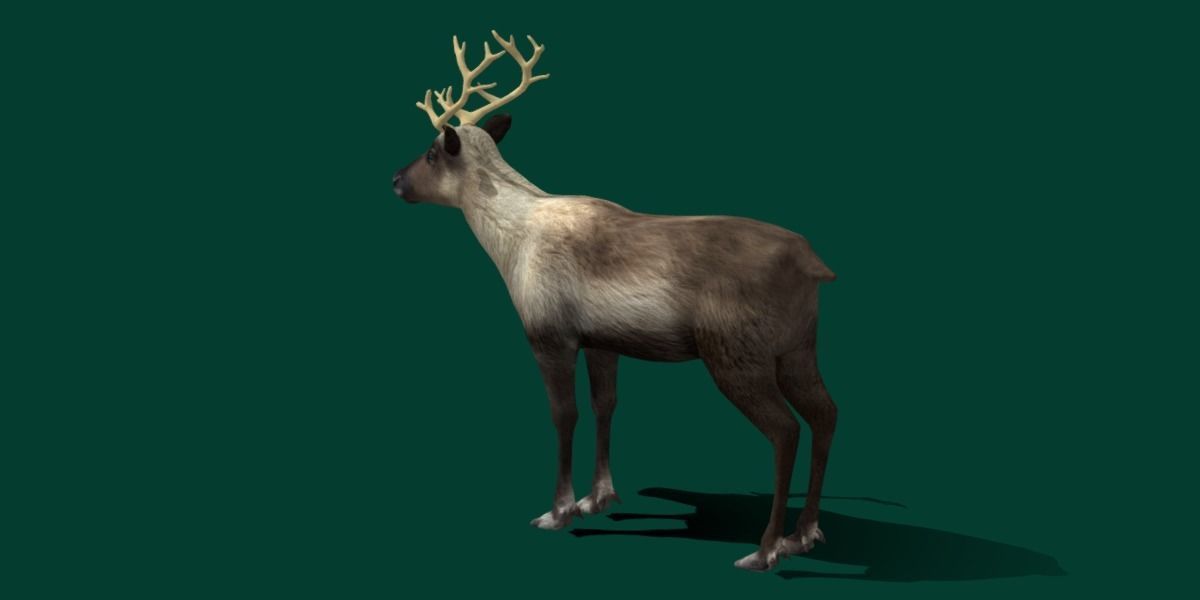 Reindeer Caribou Animal Low-poly 3D model_6