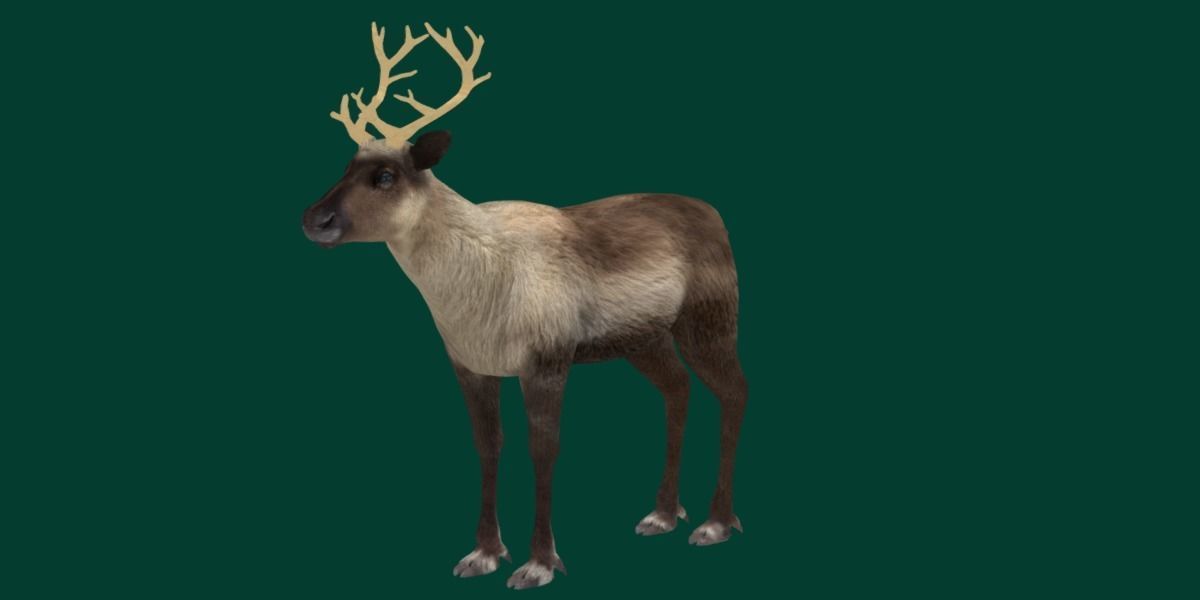 Reindeer Caribou Animal Low-poly 3D model_17