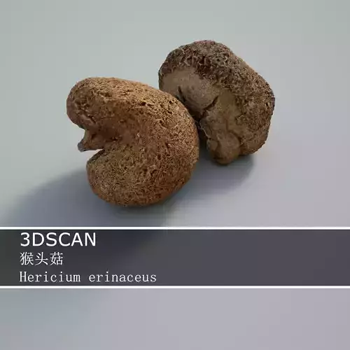 3DSCAN-Traditional Chinese Medicine-Hericium erinaceus Low-poly 3D model