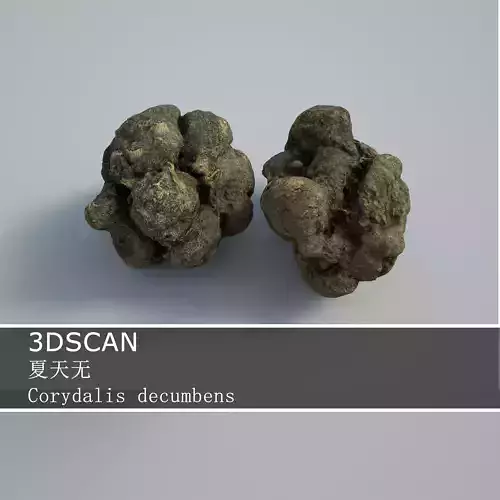 3DSCAN-Traditional Chinese Medicine-Corydalis decumbens Low-poly 3D model