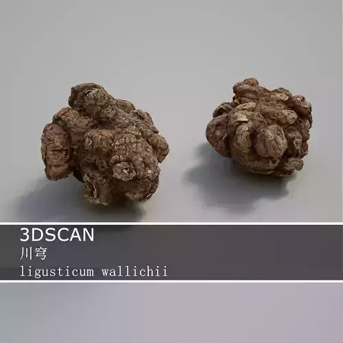 3DSCAN-Traditional Chinese Medicine-ligusticum wallichii Low-poly 3D model