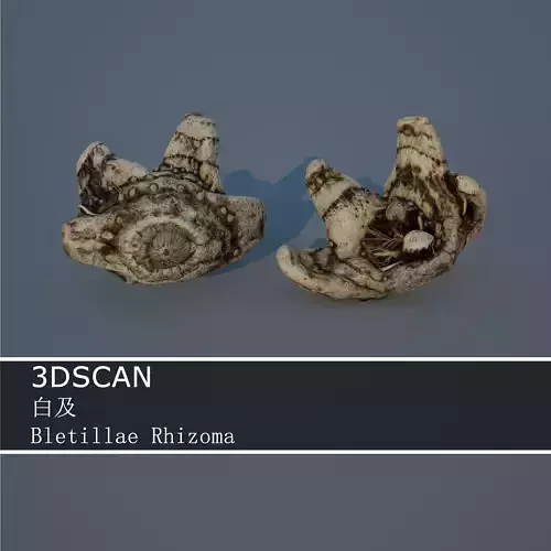 3DSCAN-Traditional Chinese Medicine-Bletillae Rhizoma Low-poly 3D model