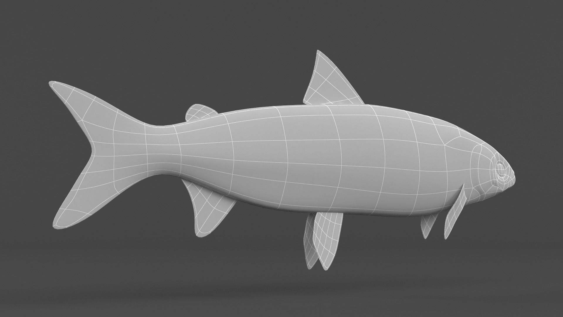 Whitefish 3D model_7