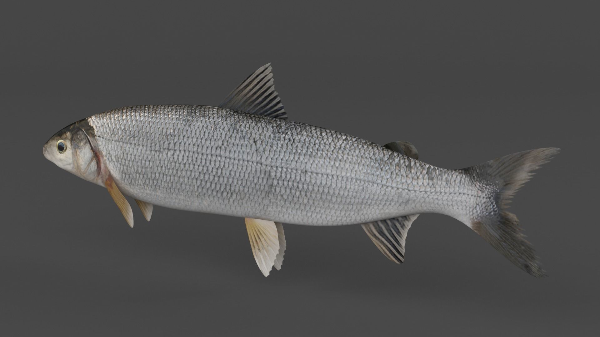 Whitefish 3D model_4