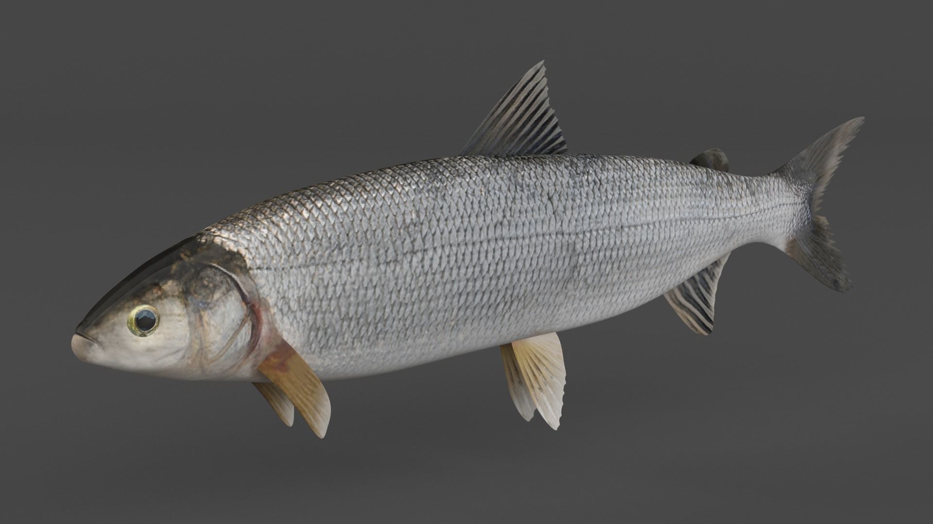 Whitefish 3D model_1