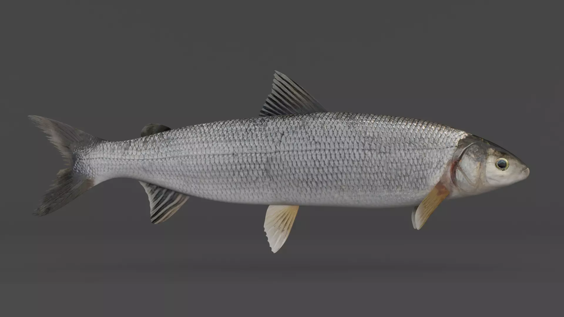 Whitefish 3D model_0