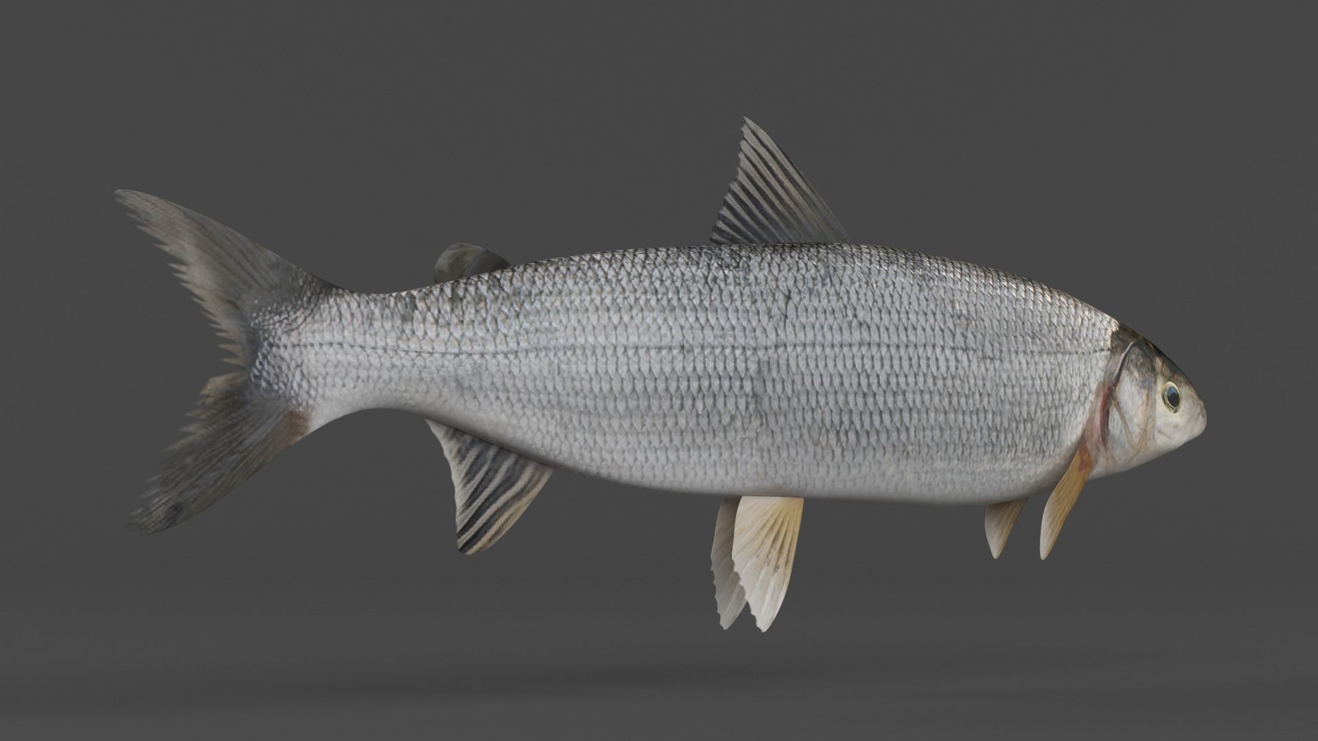 Whitefish 3D model_2