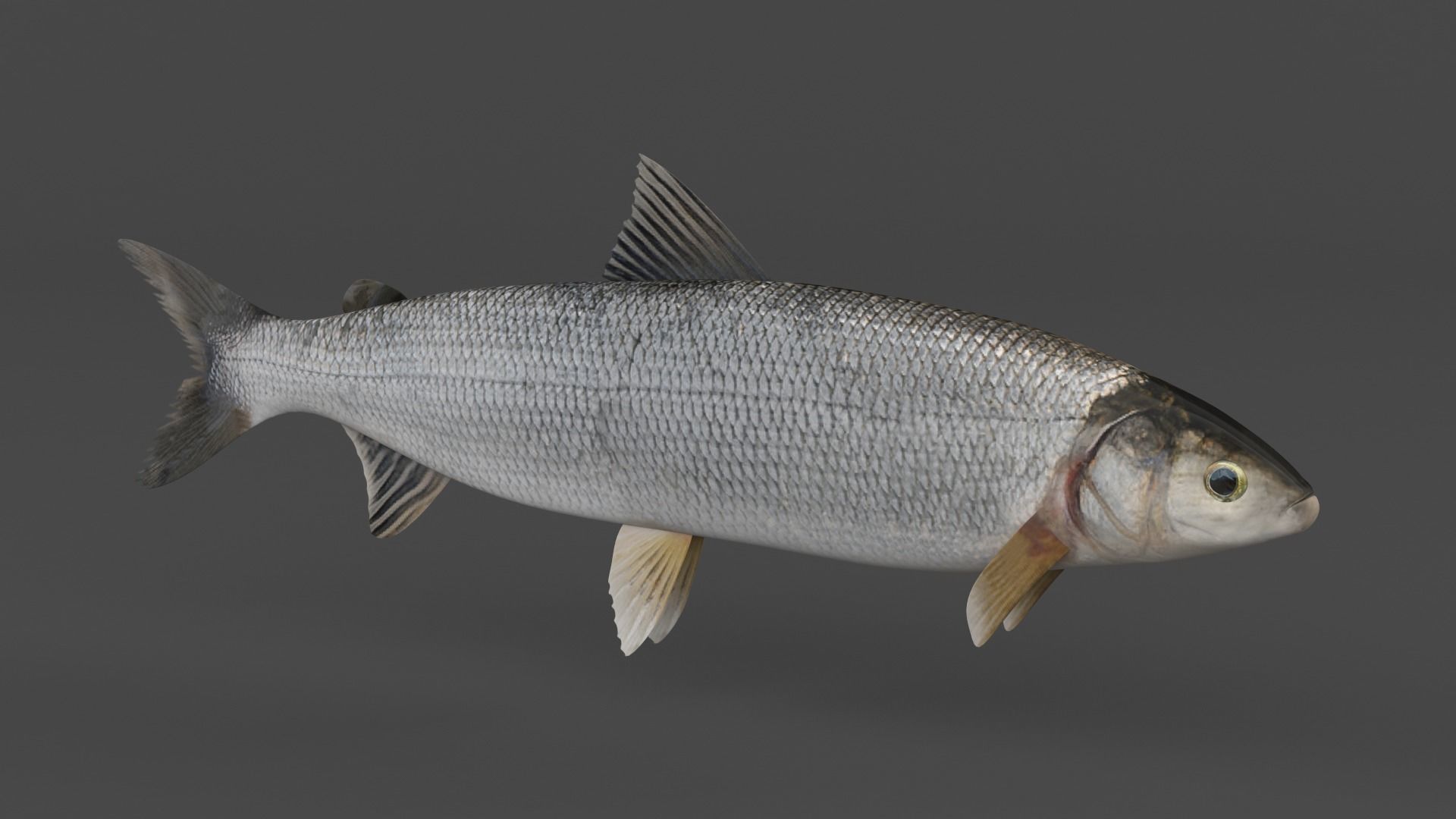 Whitefish 3D model_3