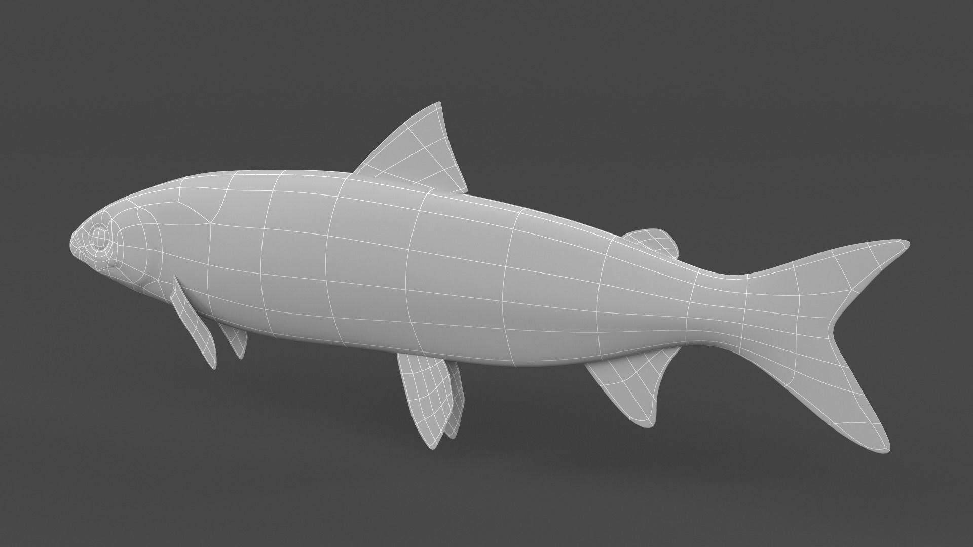 Whitefish 3D model_9