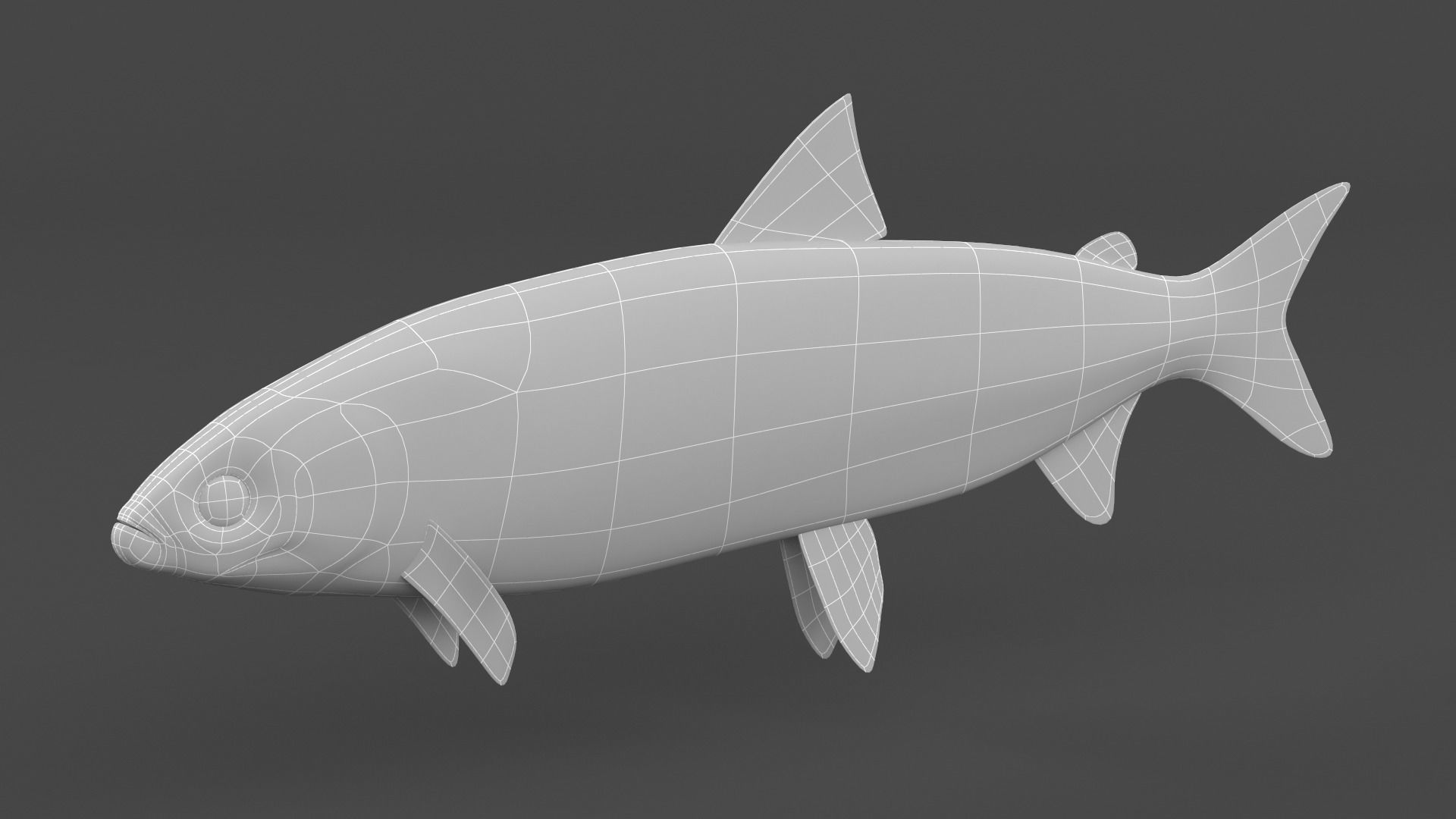 Whitefish 3D model_6