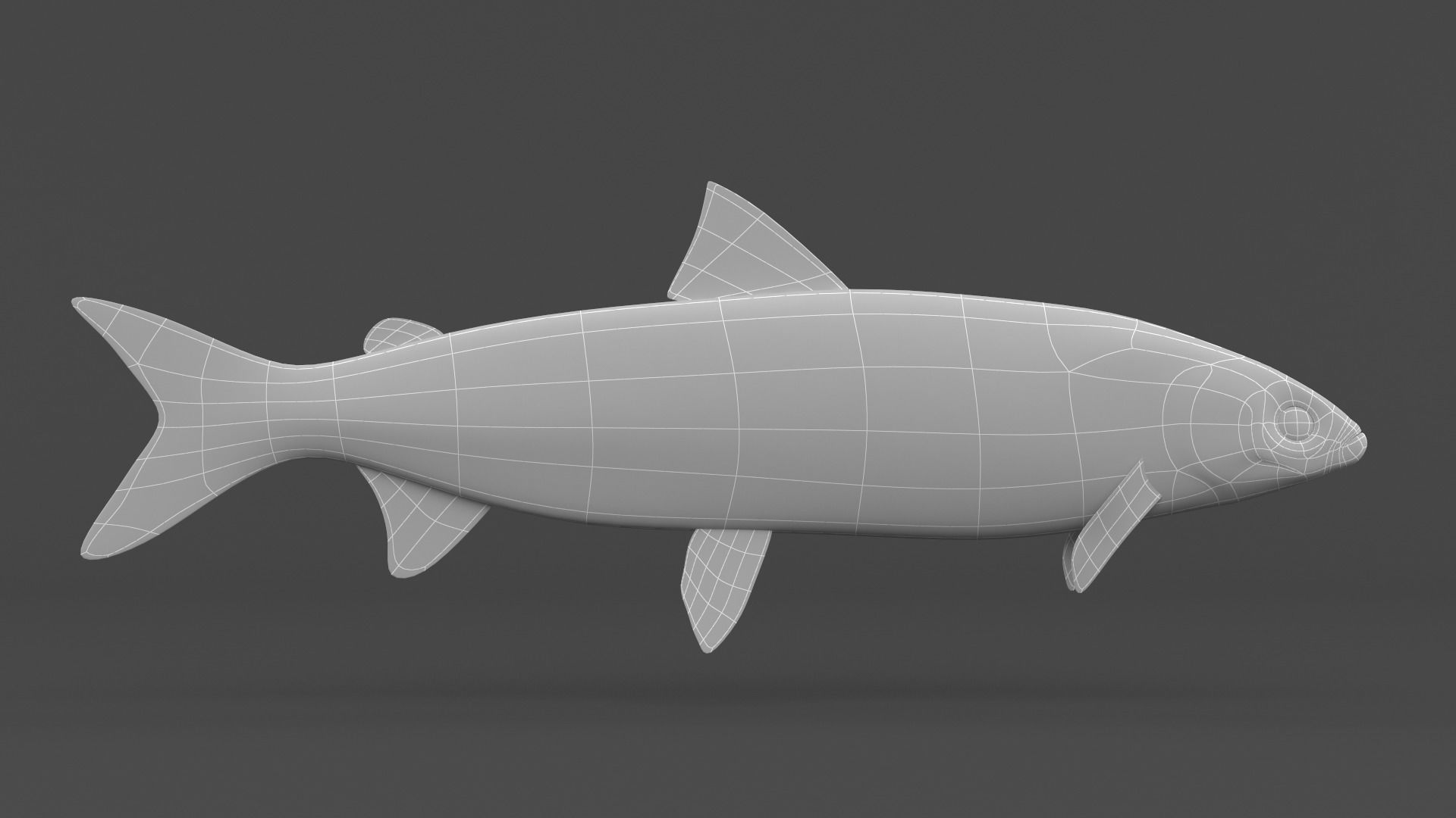 Whitefish 3D model_5