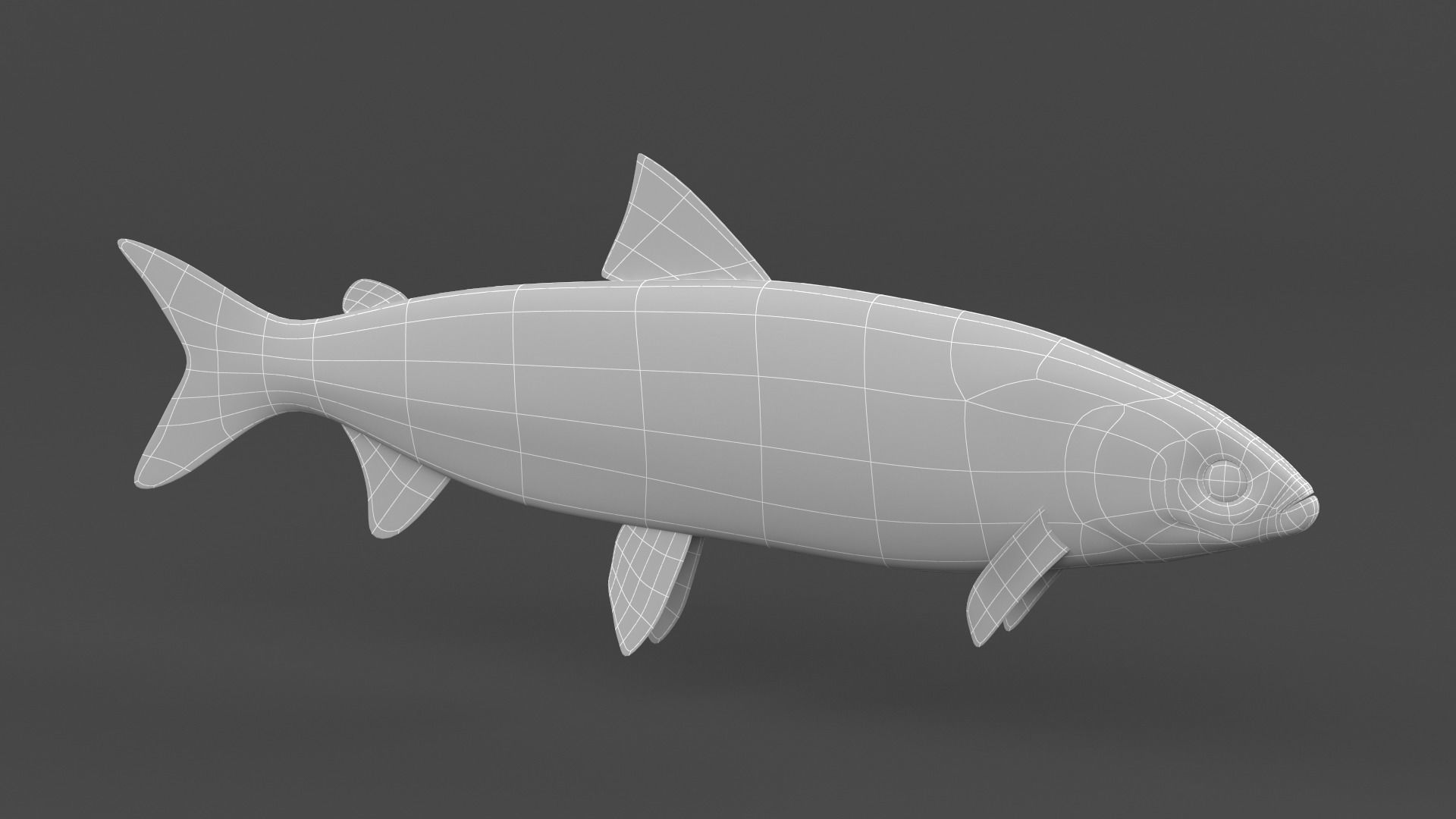 Whitefish 3D model_8