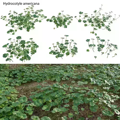 Hydrocotyle americana
