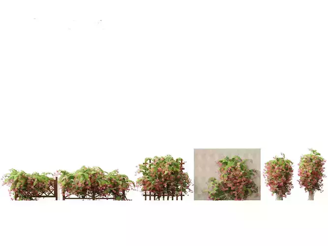 Combretum indicum - Rangoon Creeper 3D model