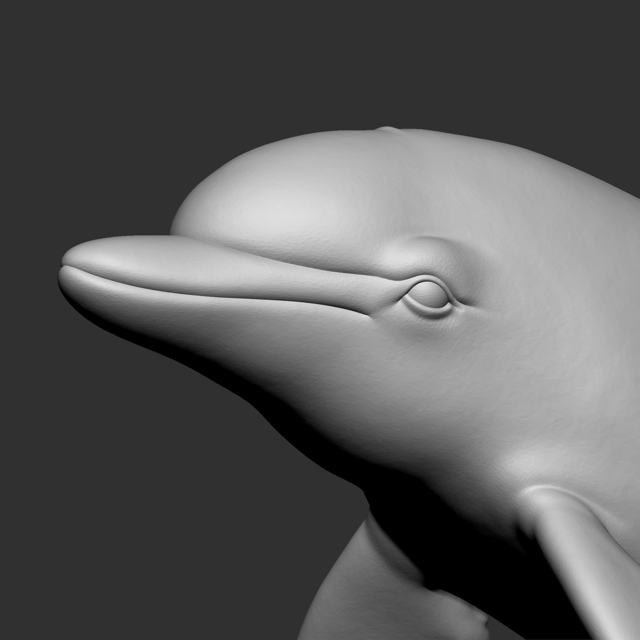 DOLPHIN 3D print model_2