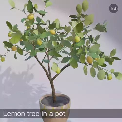 Lemon tree in a pot