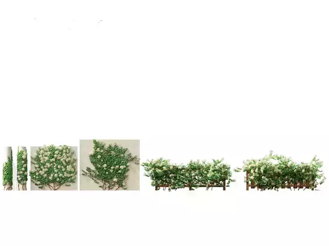 Hydrangea anomala - Climbing hydrangea