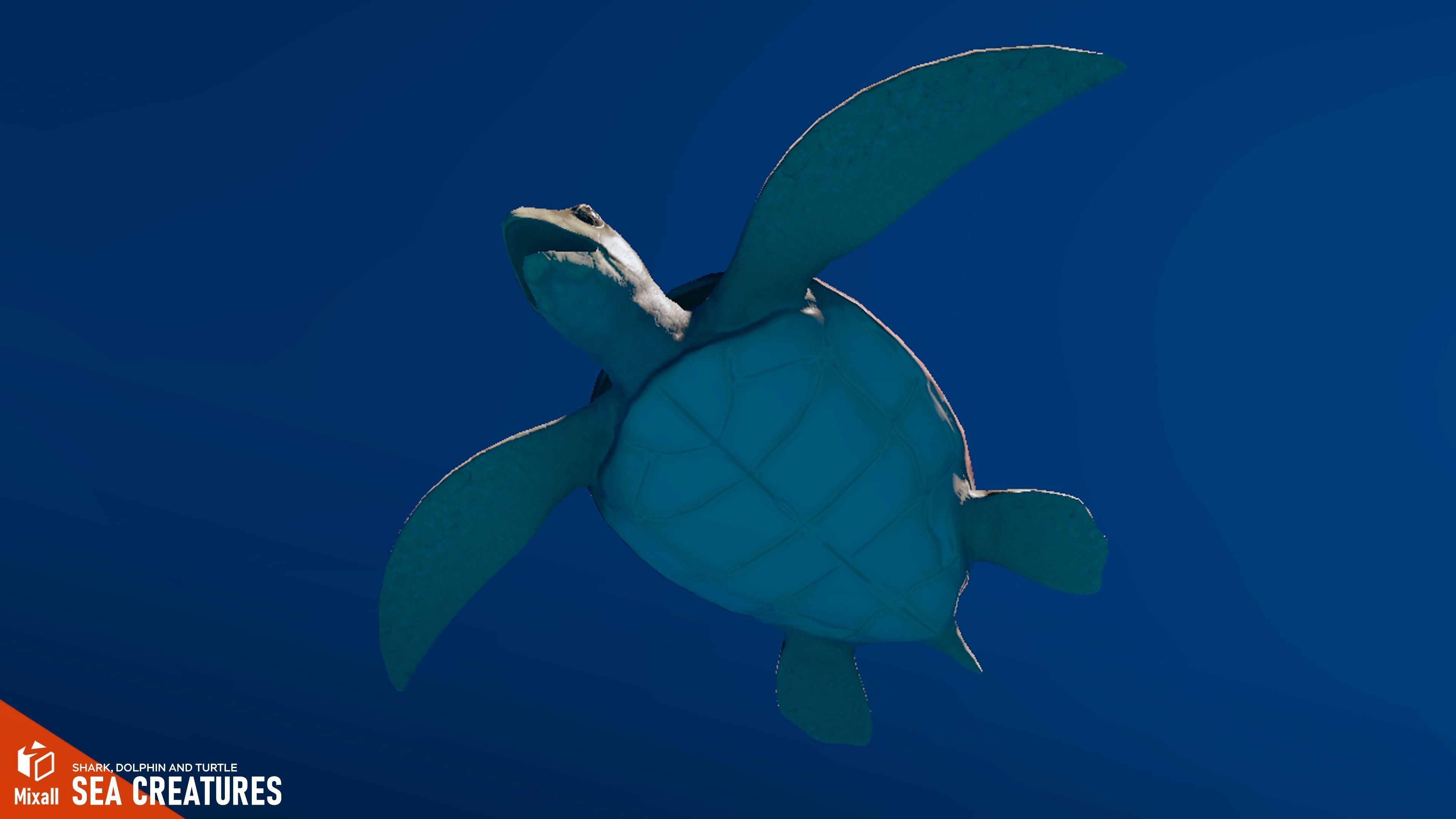 Sea Creatures - Shark dolphin stingray and turtle 3D model_14