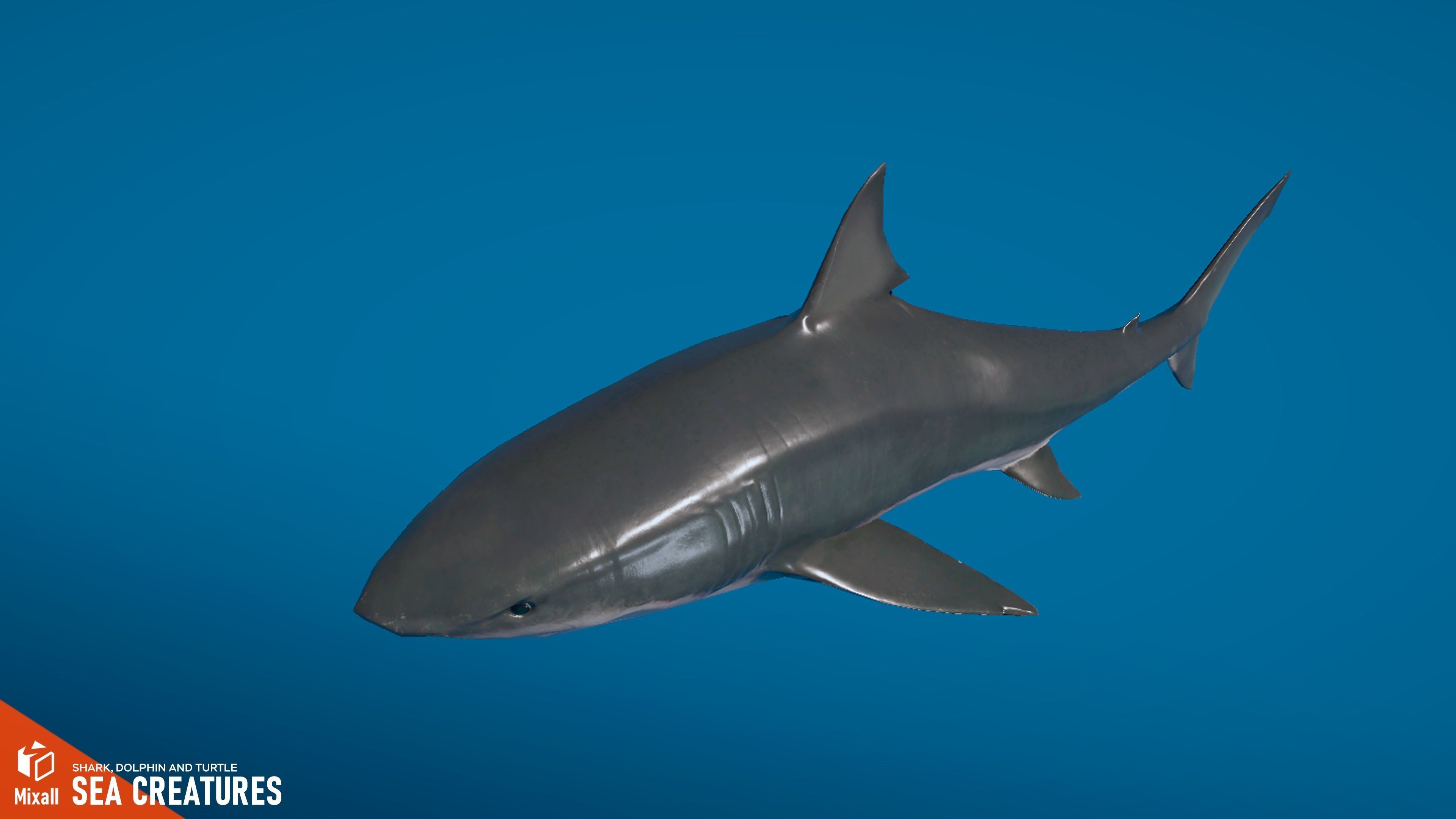 Sea Creatures - Shark dolphin stingray and turtle 3D model_9