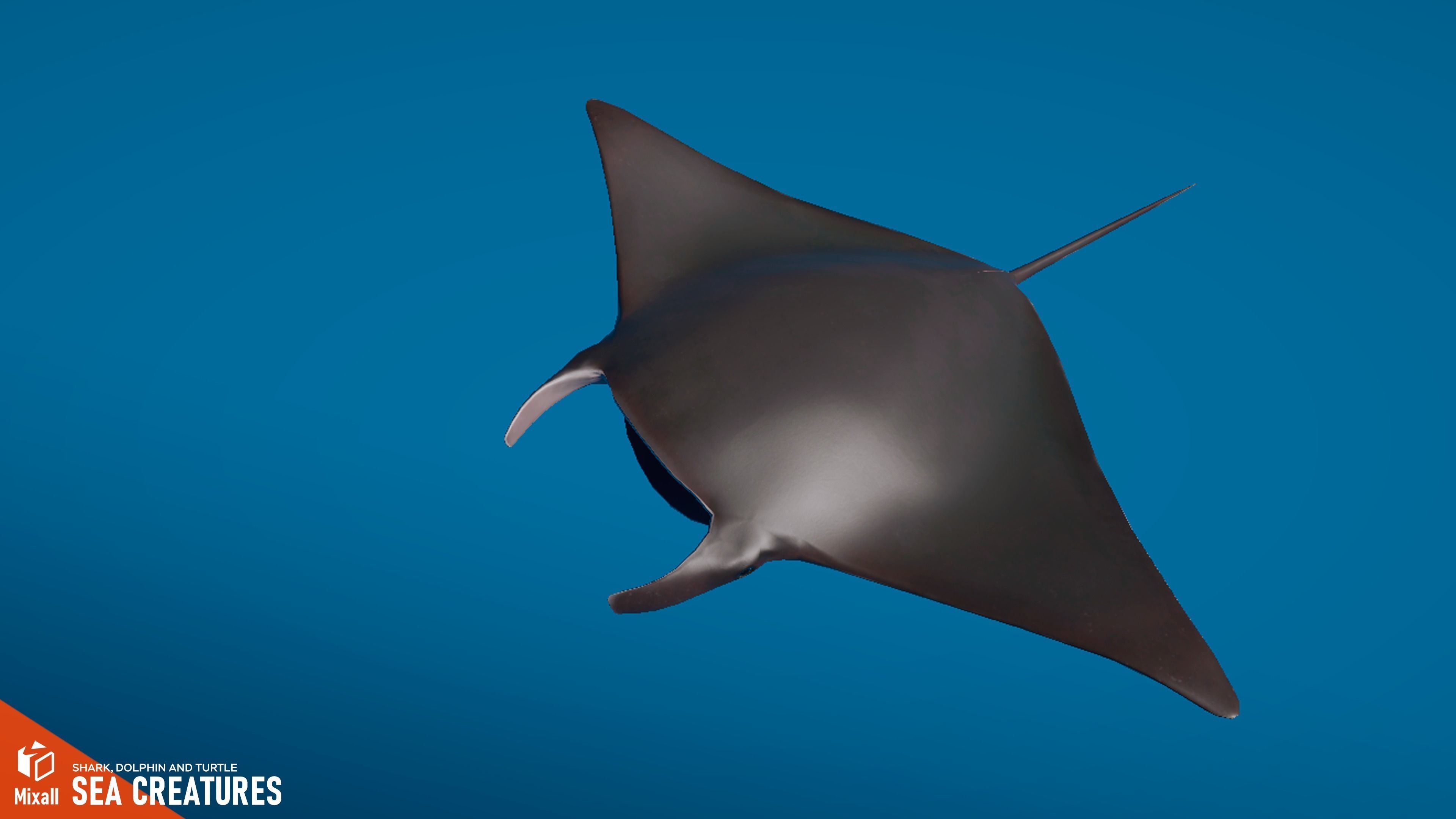Sea Creatures - Shark dolphin stingray and turtle 3D model_12
