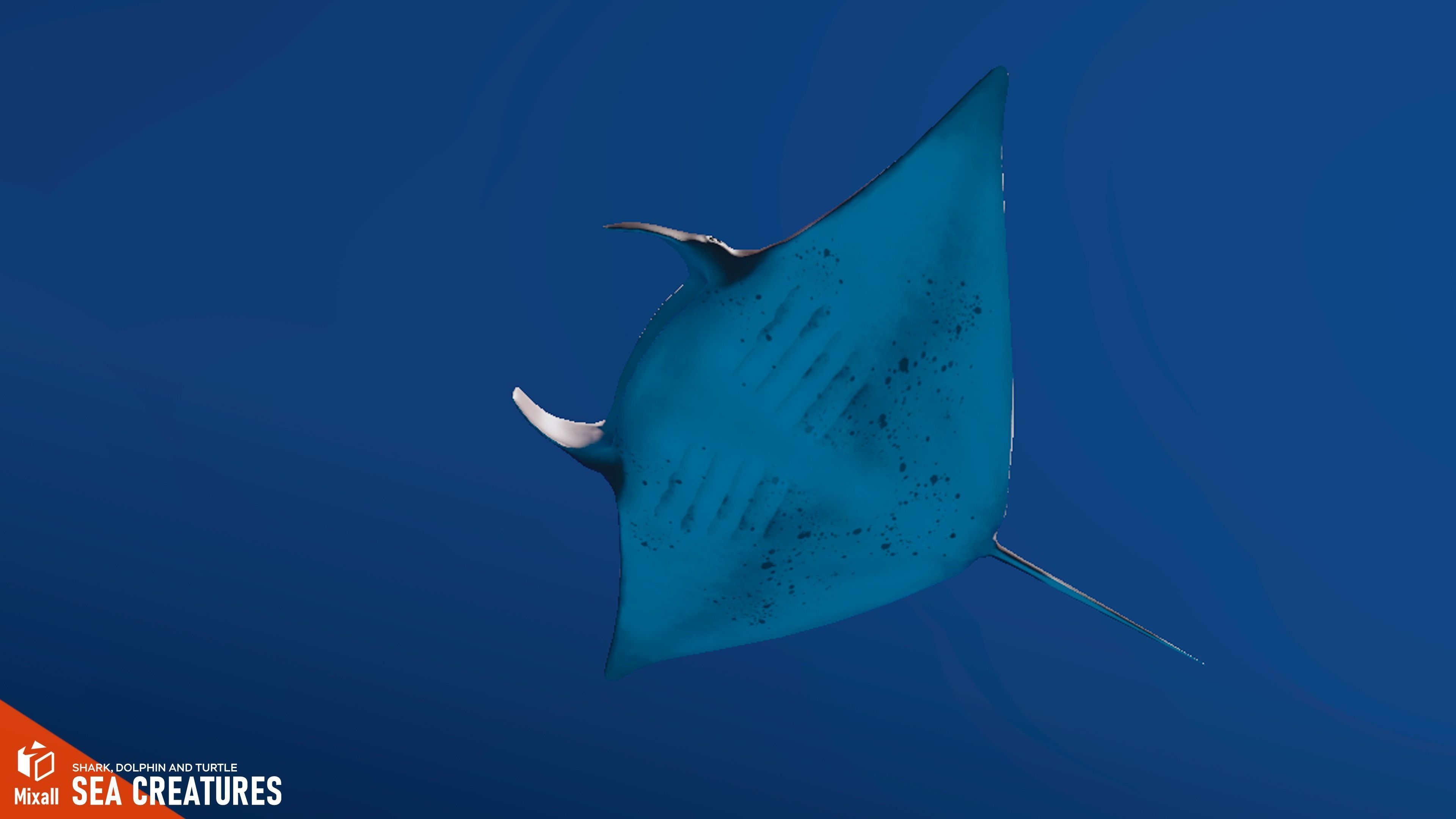 Sea Creatures - Shark dolphin stingray and turtle 3D model_13