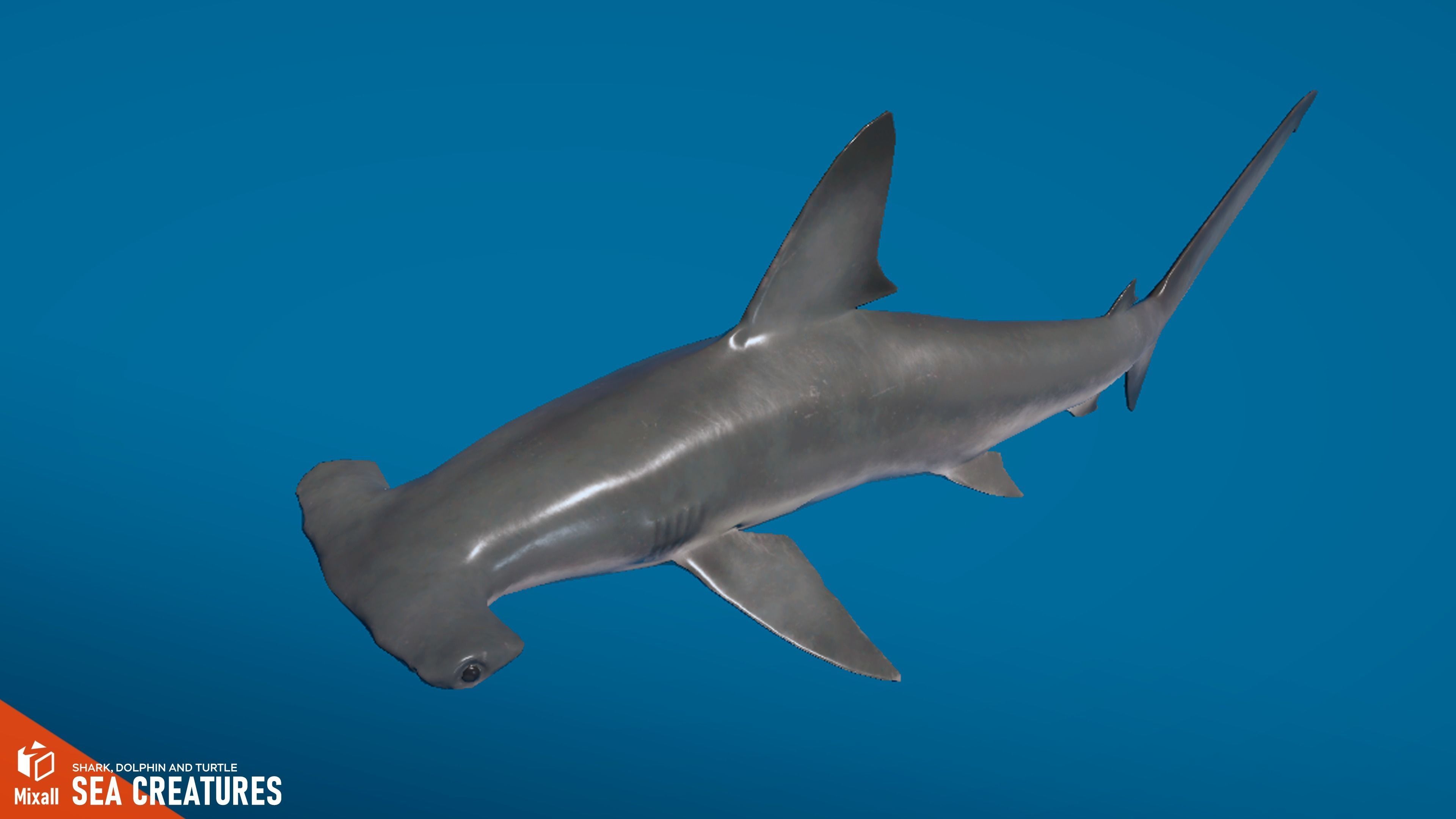 Sea Creatures - Shark dolphin stingray and turtle 3D model_7