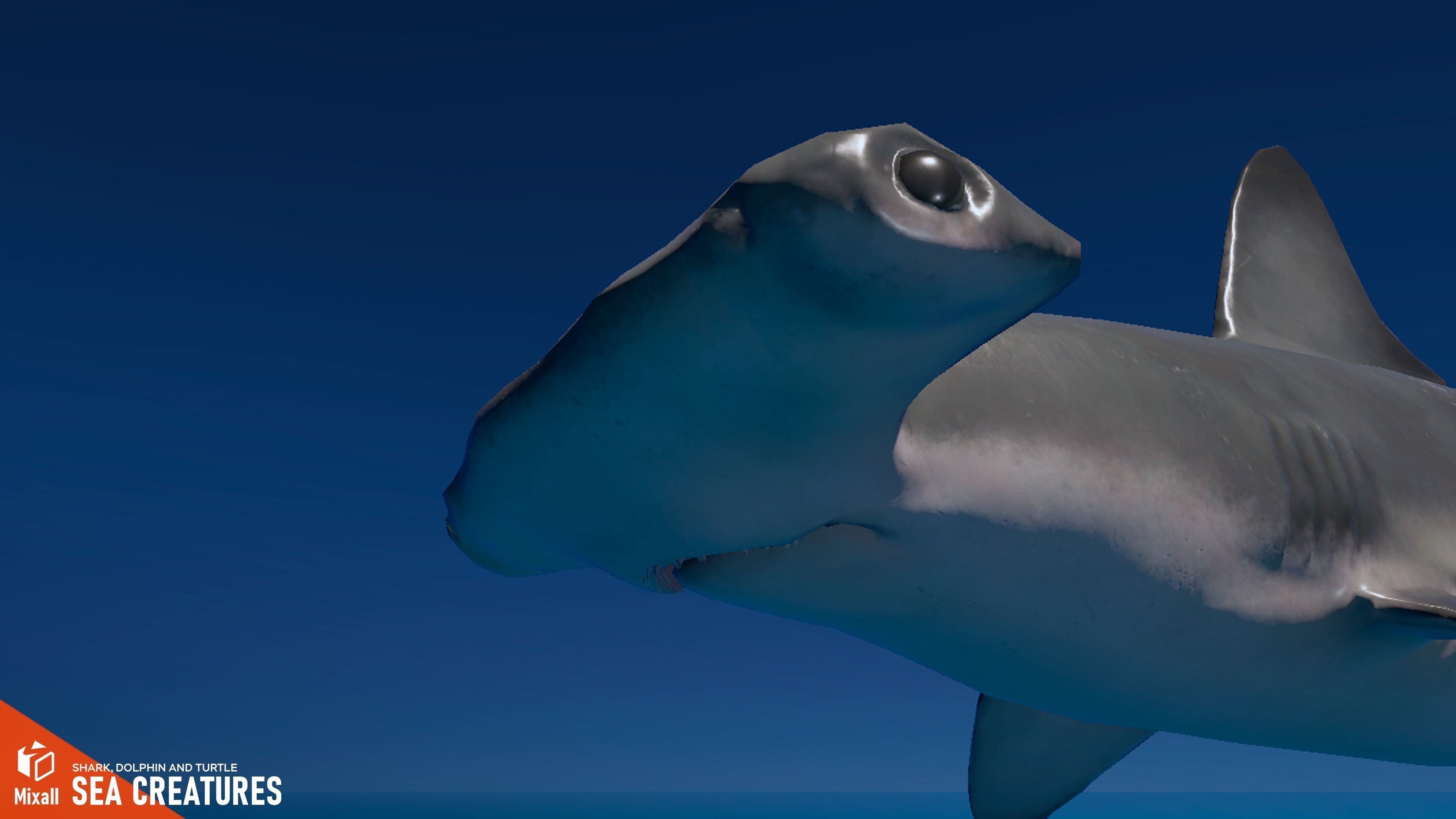 Sea Creatures - Shark dolphin stingray and turtle 3D model_6