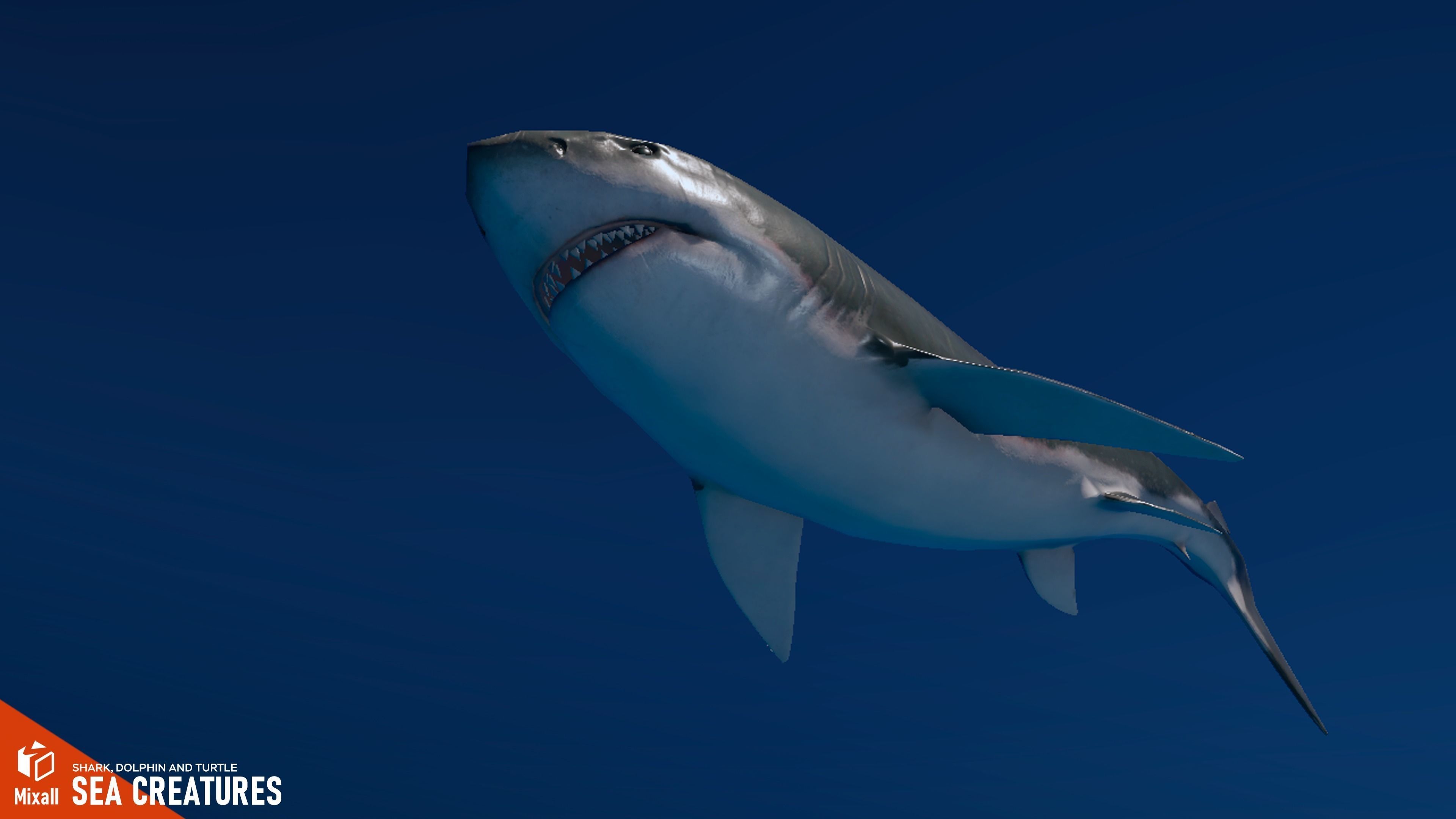 Sea Creatures - Shark dolphin stingray and turtle 3D model_11