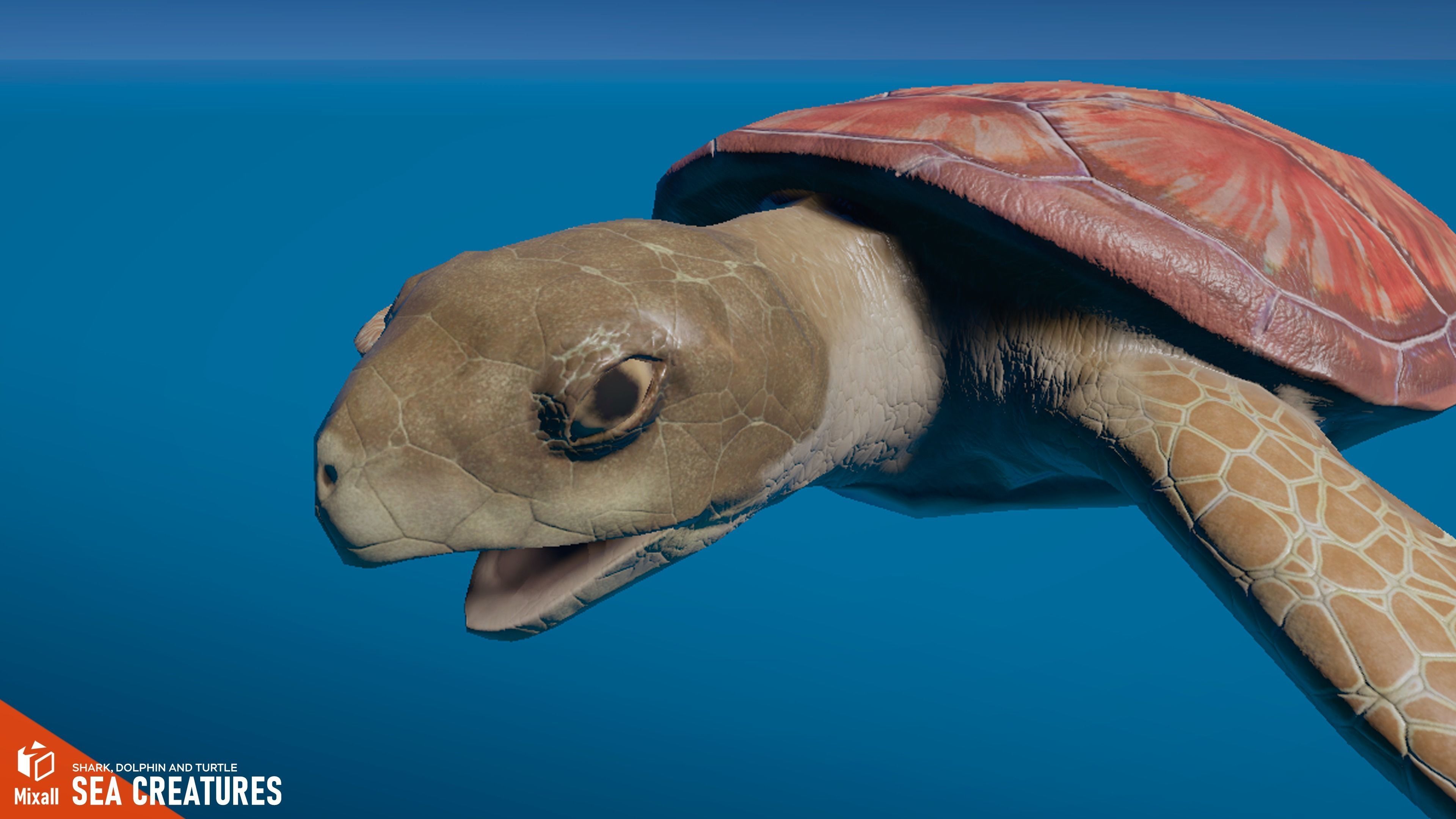 Sea Creatures - Shark dolphin stingray and turtle 3D model_16