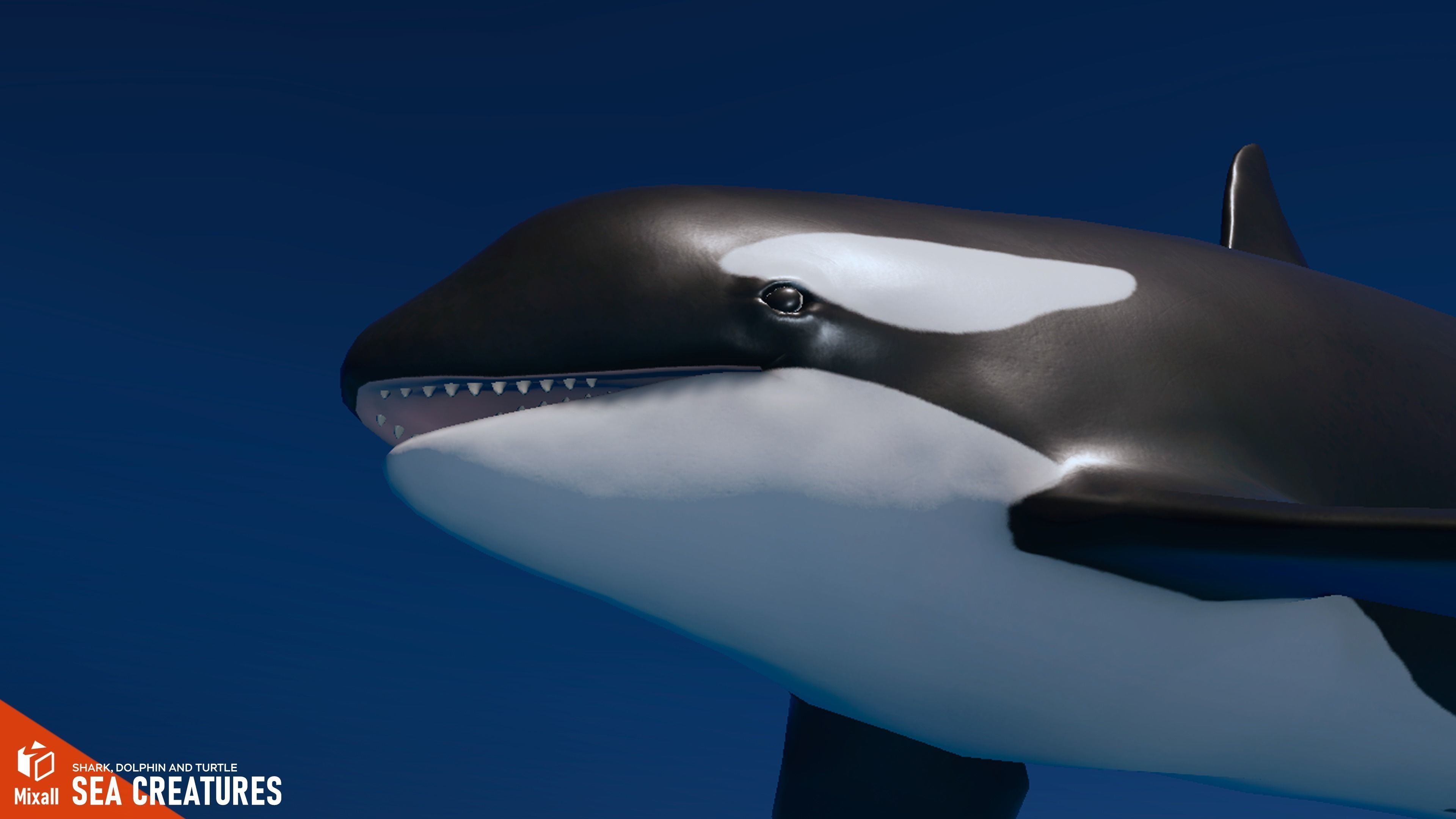 Sea Creatures - Shark dolphin stingray and turtle 3D model_5