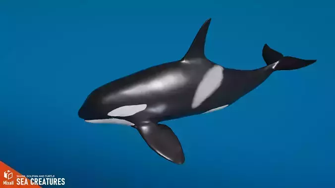 Sea Creatures - Shark dolphin stingray and turtle