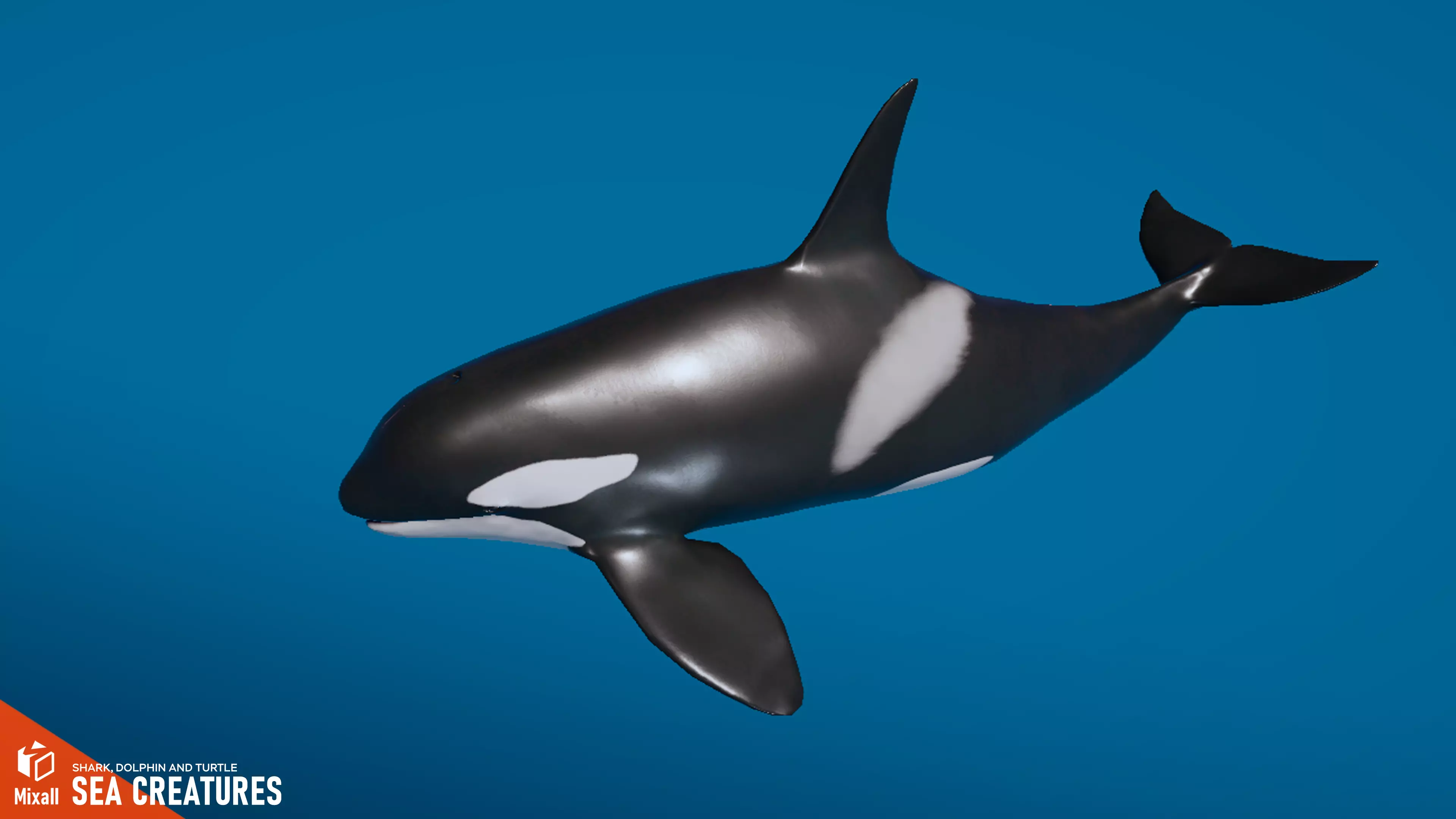 Sea Creatures - Shark dolphin stingray and turtle 3D model_0