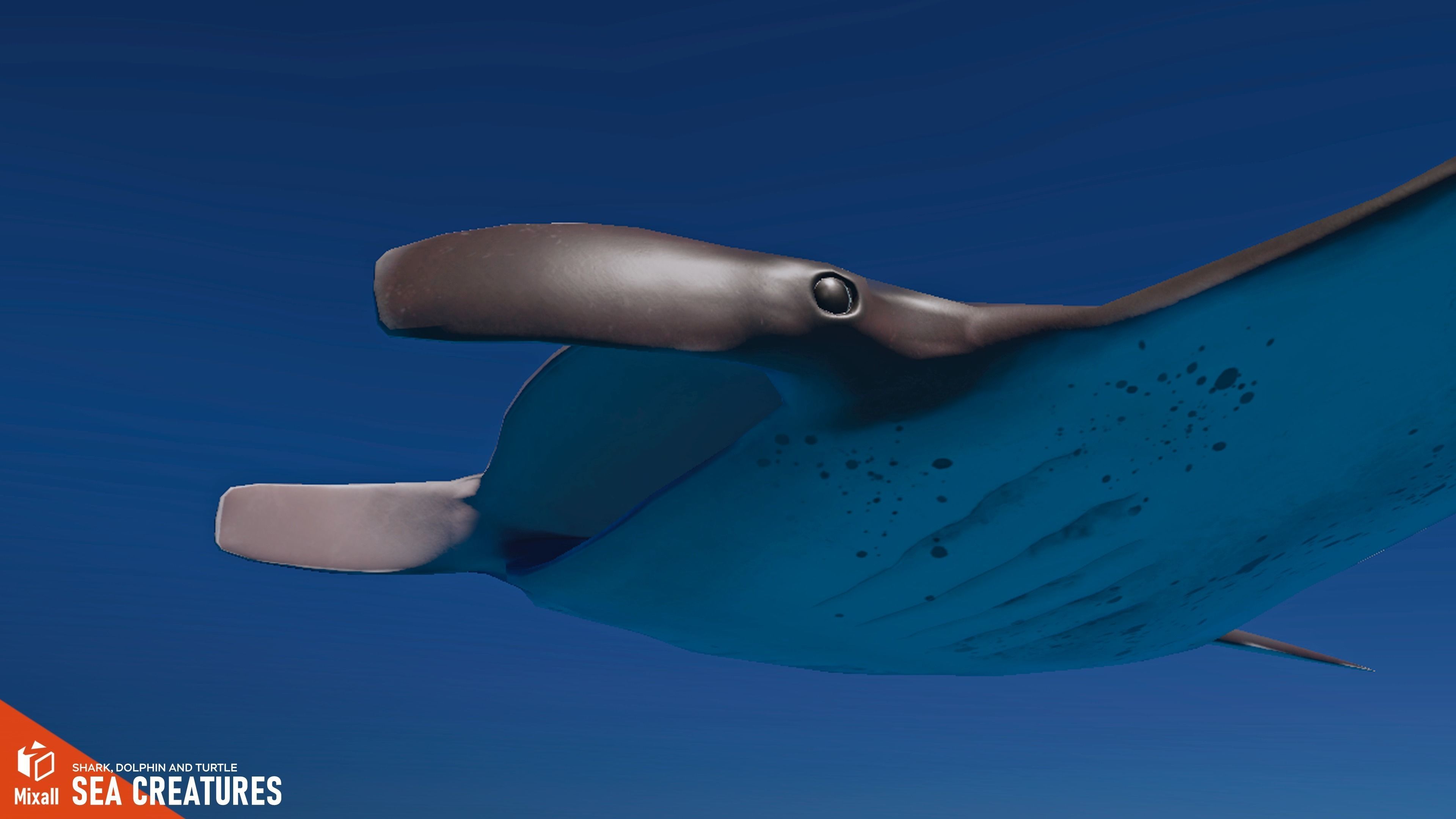 Sea Creatures - Shark dolphin stingray and turtle 3D model_10