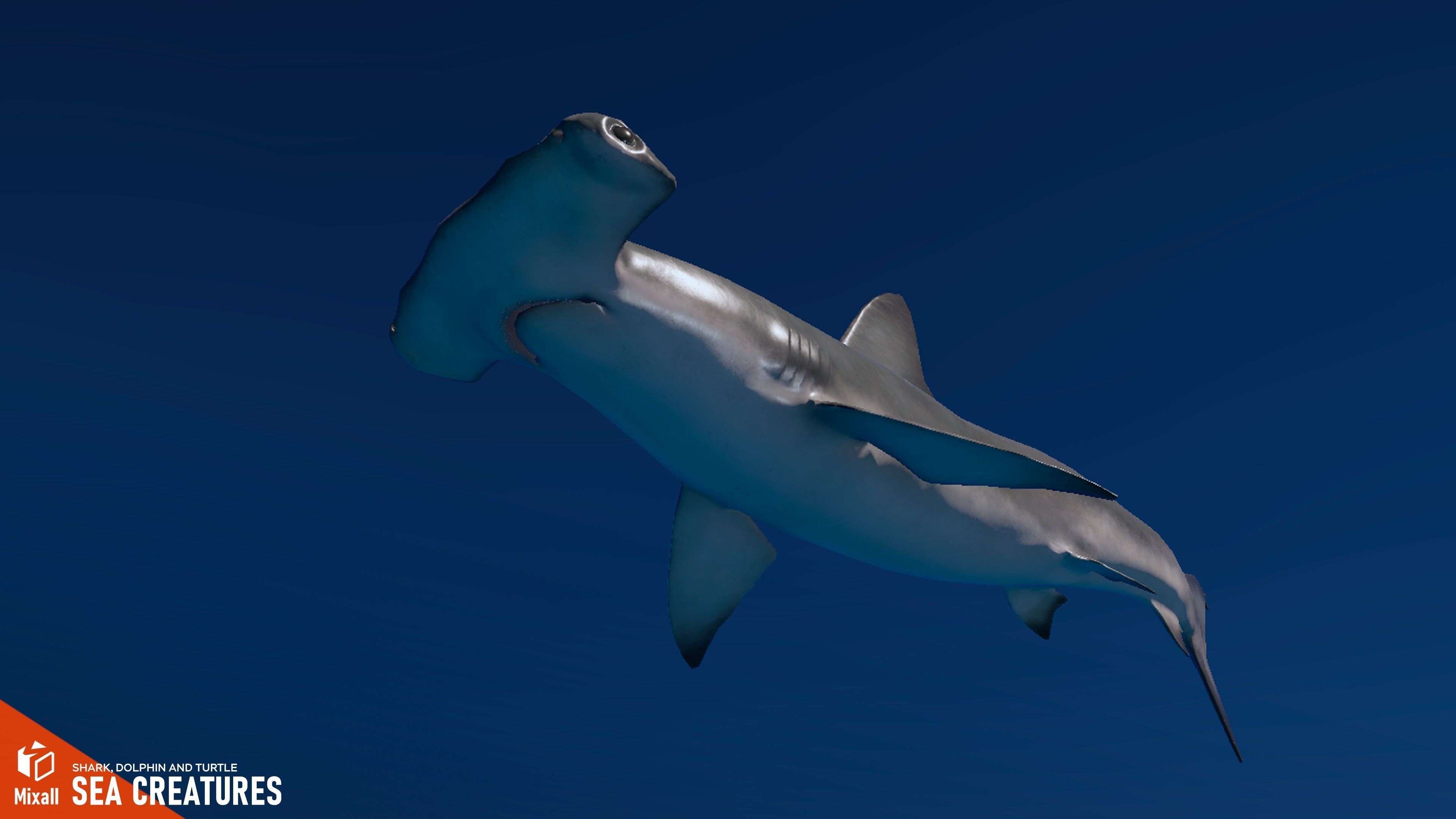 Sea Creatures - Shark dolphin stingray and turtle 3D model_8