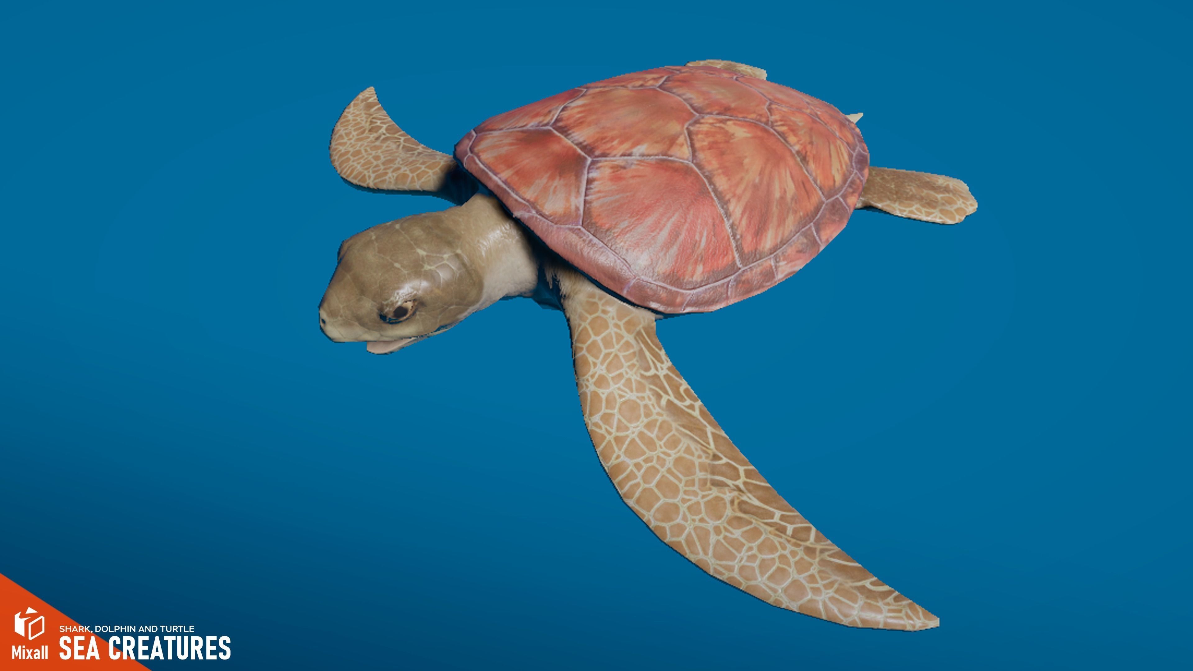 Sea Creatures - Shark dolphin stingray and turtle 3D model_17