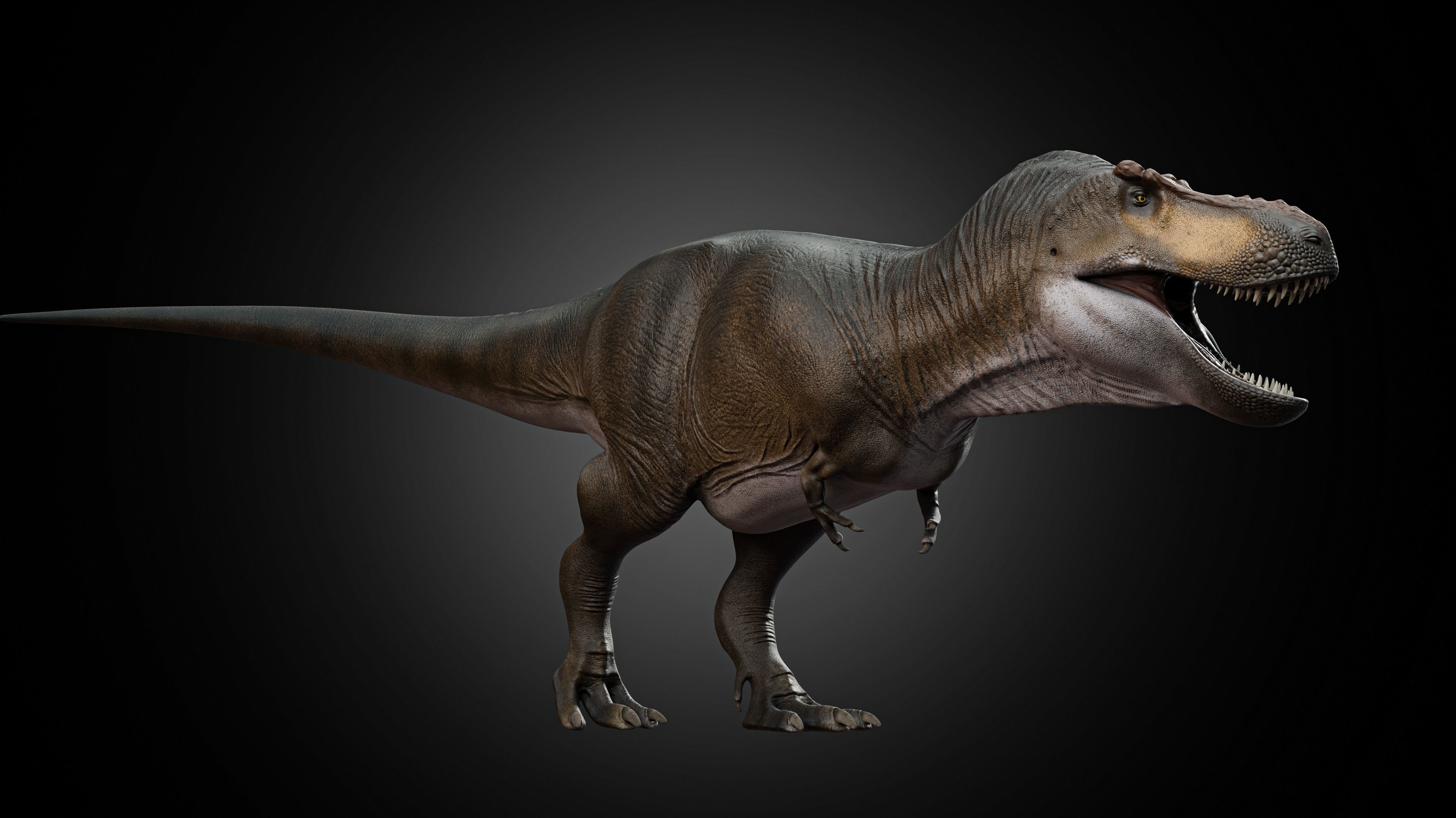 Tyrannosaurus rex Low-poly 3D model_2