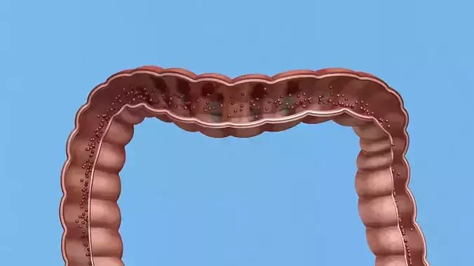Enterotoxin demonstration internal organs anatomy 3D model