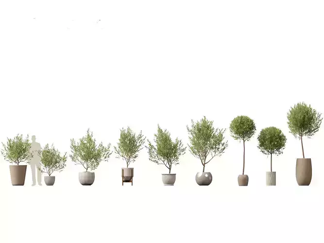 Olea europaea - Common olive