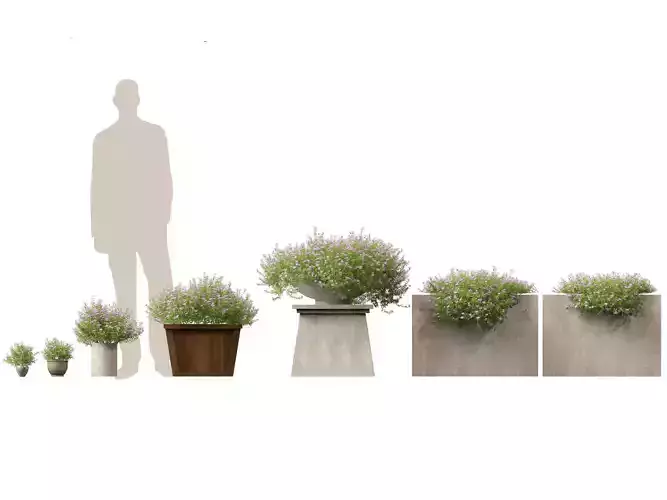 Phlox subulata - creeping phlox 02