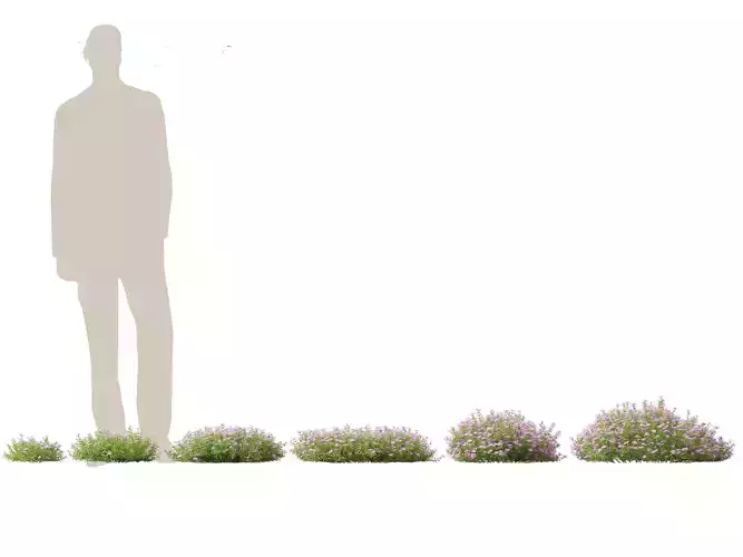 Phlox subulata - creeping phlox 01