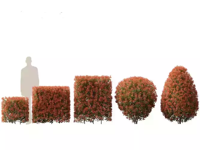 Photinia x fraseri Red Robin - Red tip photinia 02 3D model