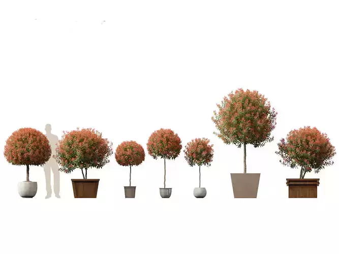 Photinia x fraseri Red Robin - Red tip photinia 03