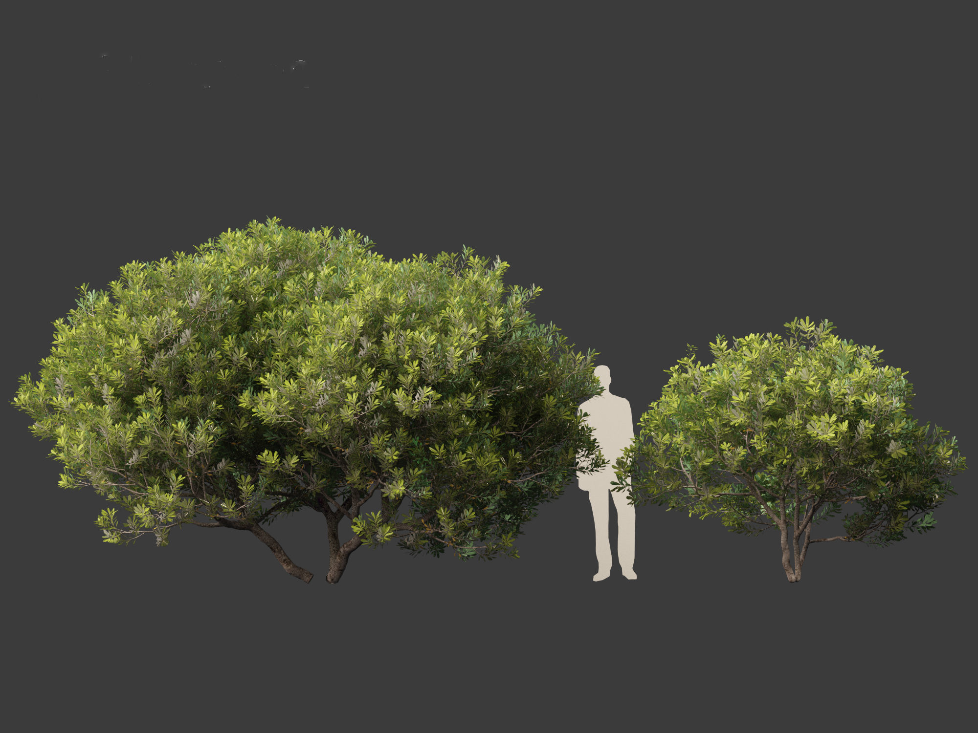 Pittosporum tobira - Japanese pittosporum 01 3D model_4