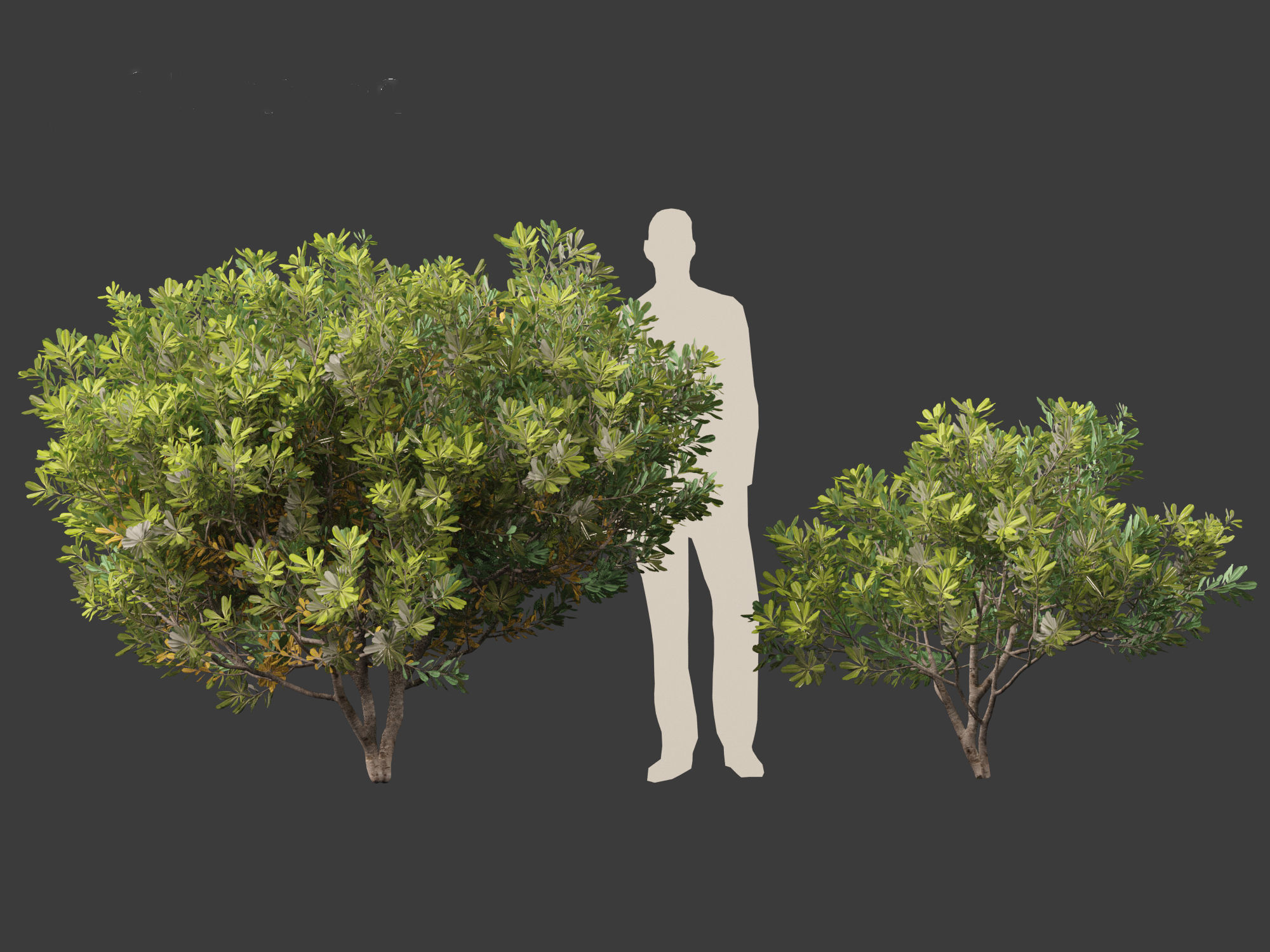 Pittosporum tobira - Japanese pittosporum 01 3D model_6