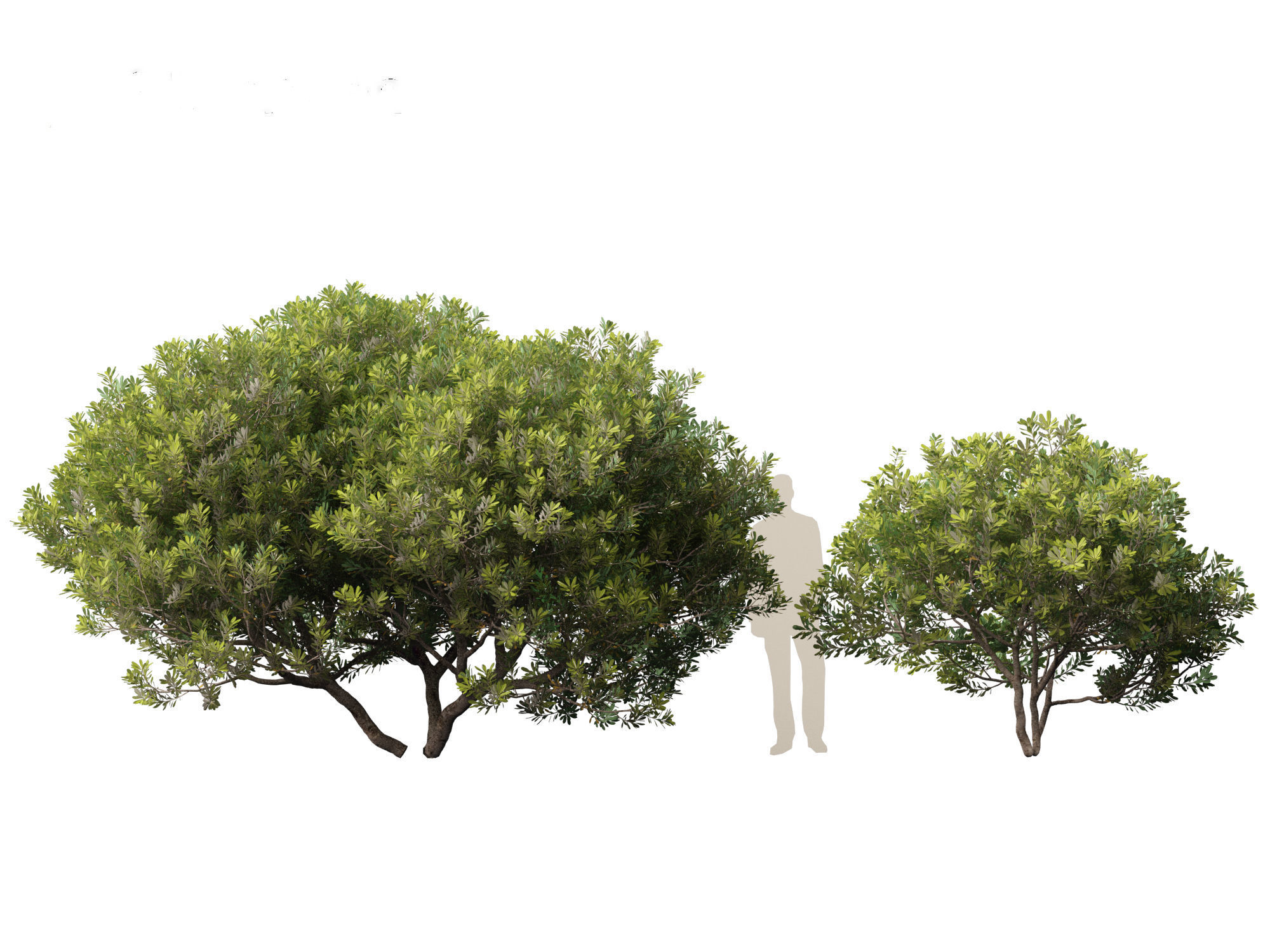 Pittosporum tobira - Japanese pittosporum 01 3D model_3