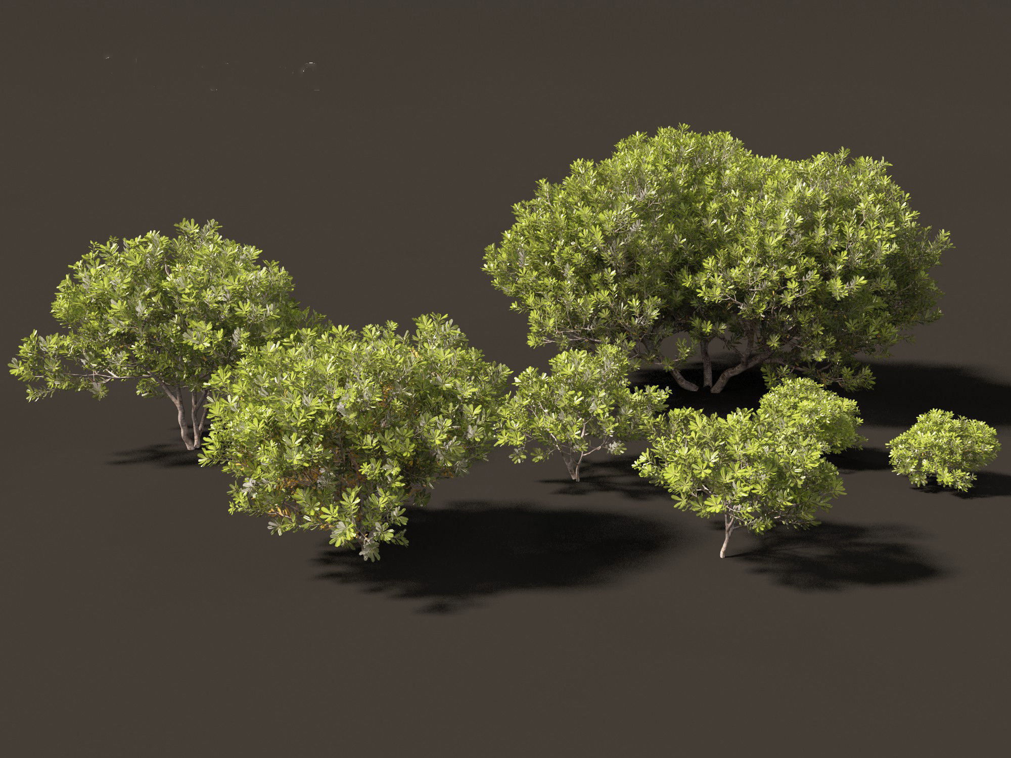 Pittosporum tobira - Japanese pittosporum 01 3D model_9