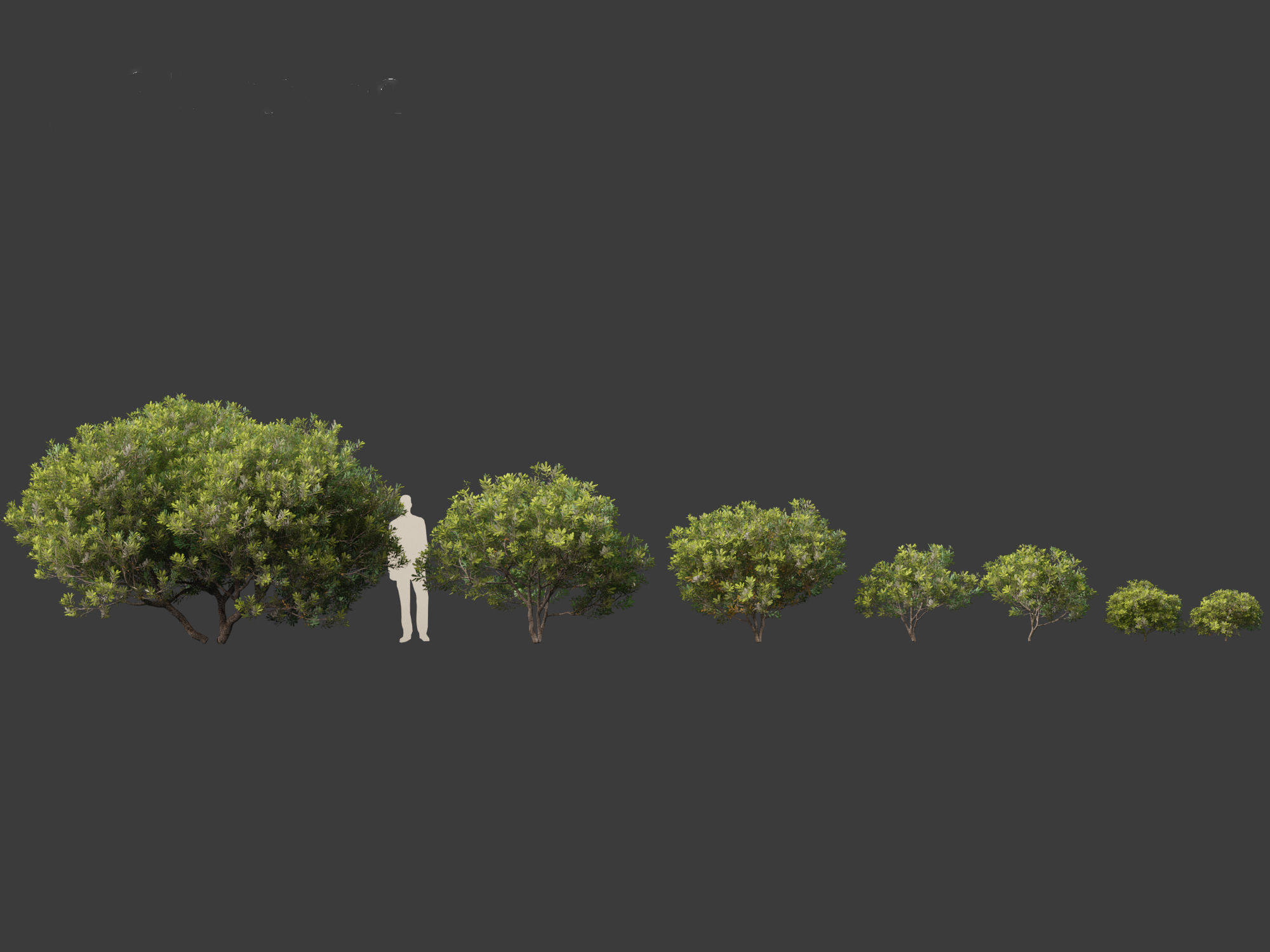 Pittosporum tobira - Japanese pittosporum 01 3D model_2