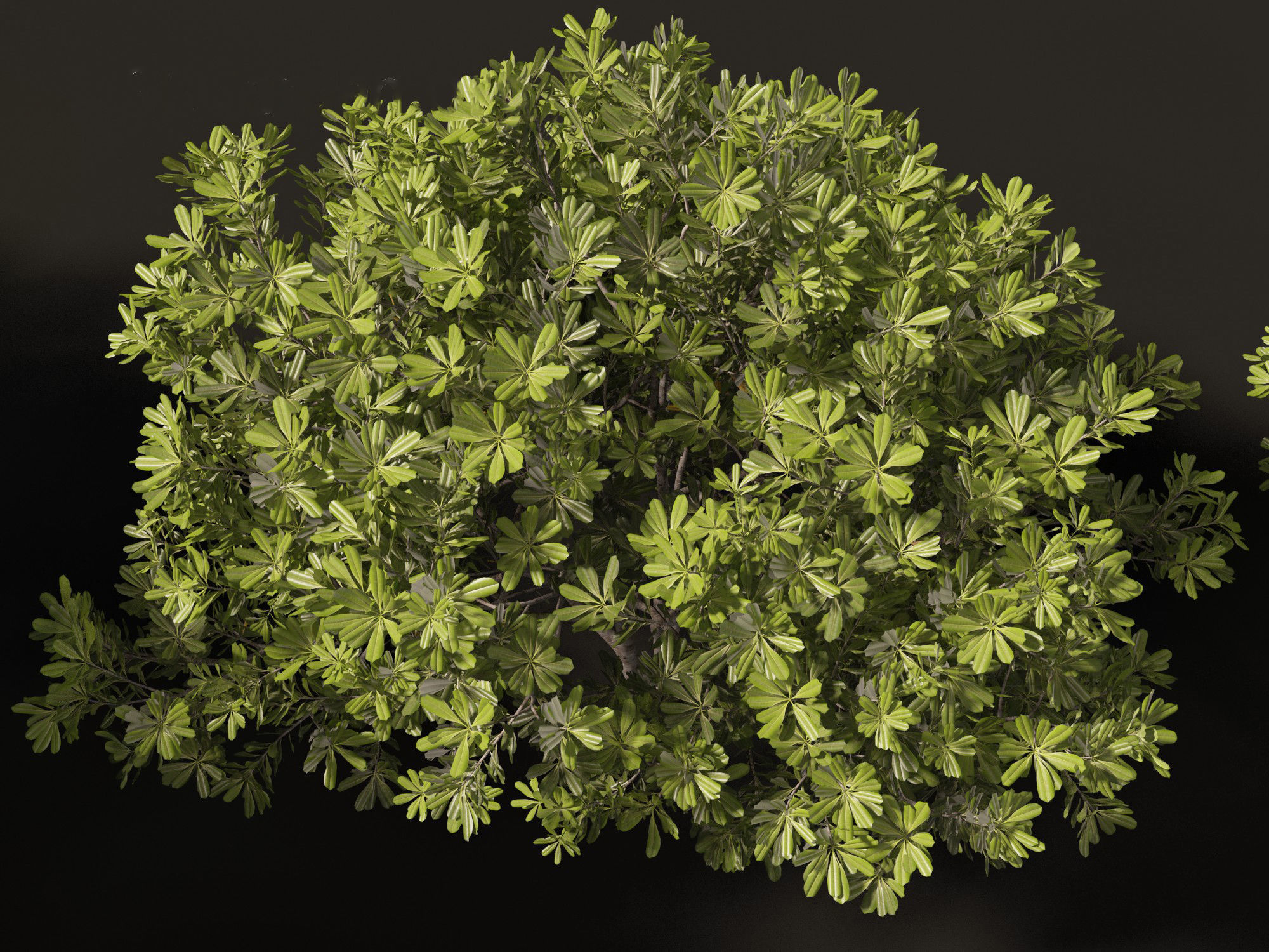 Pittosporum tobira - Japanese pittosporum 01 3D model_1